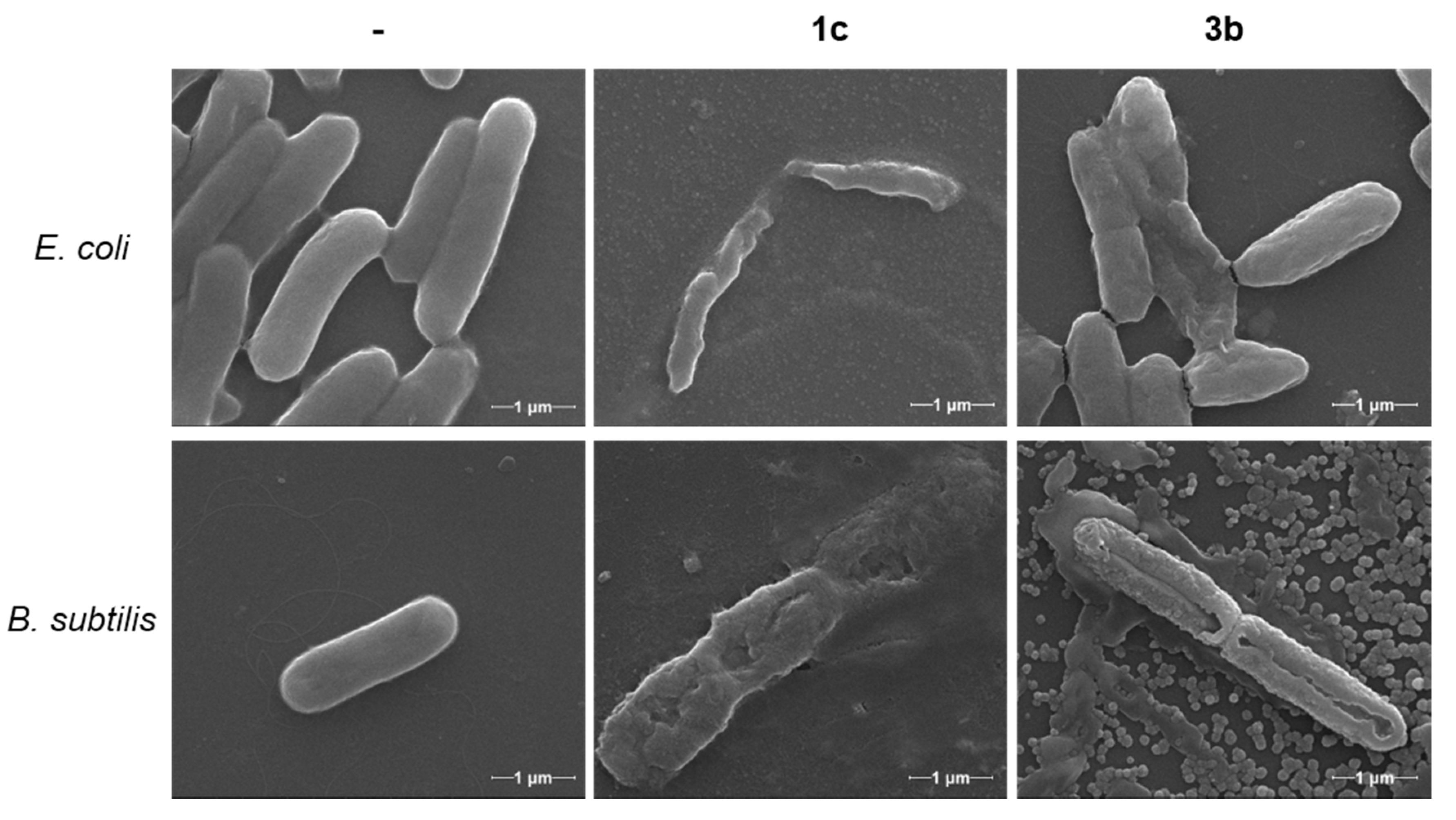 Pharmaceuticals 13 00482 g002