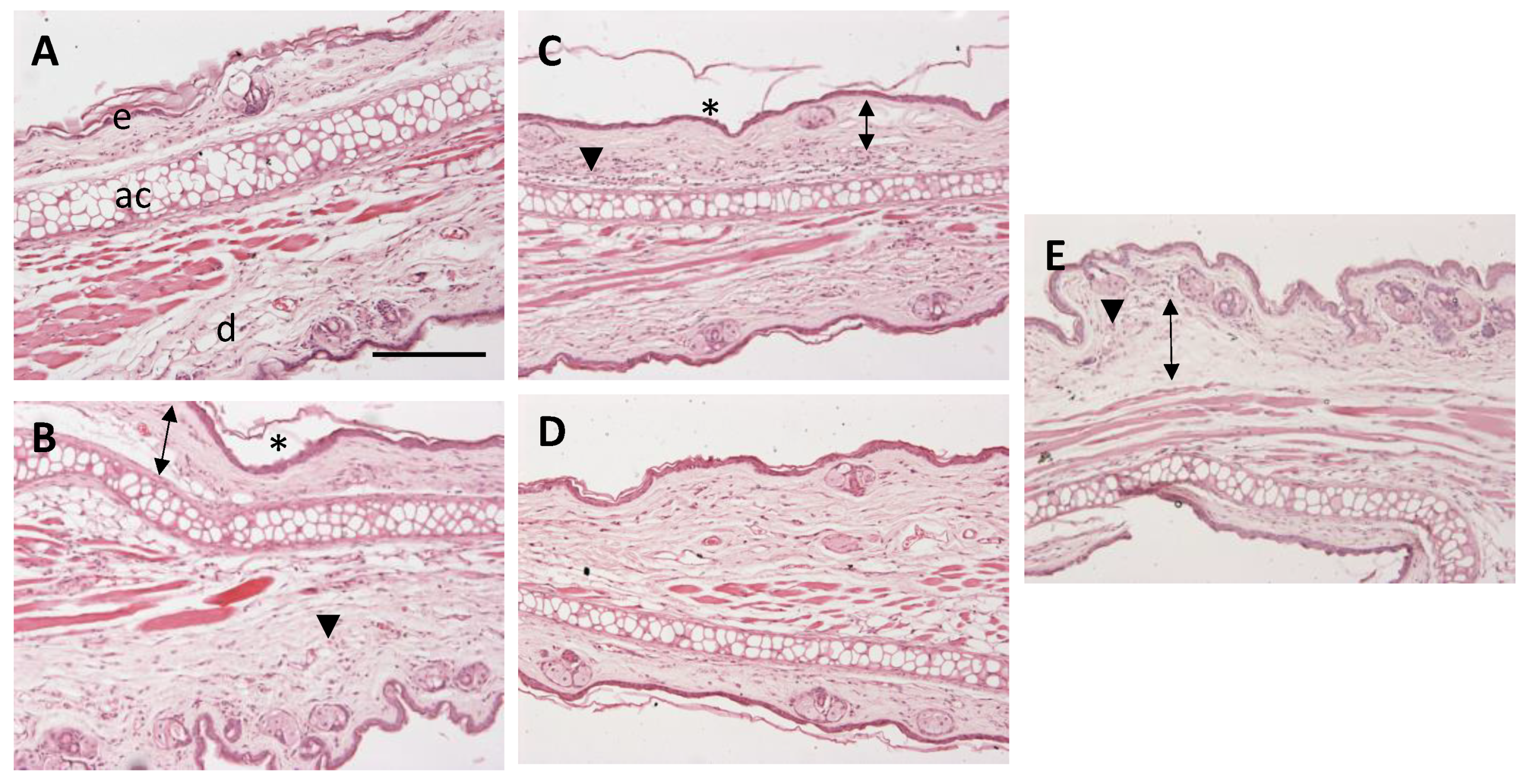 Pharmaceuticals 13 00484 g011