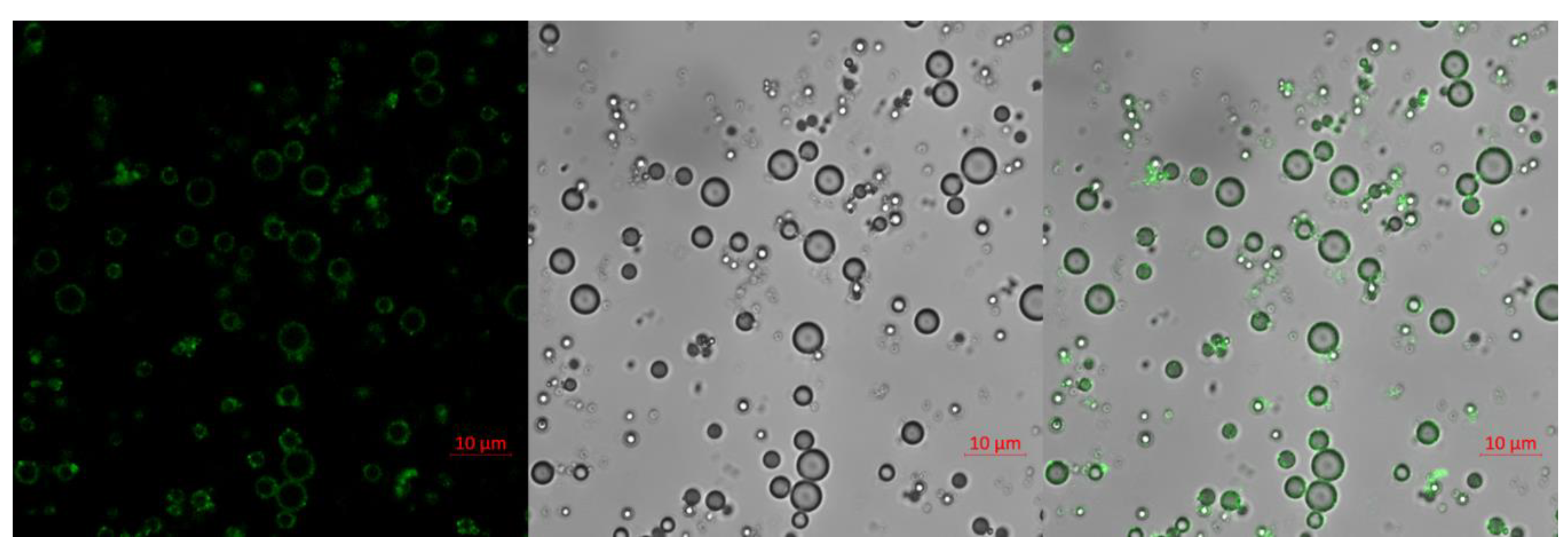 Pharmaceuticals 14 00006 g003