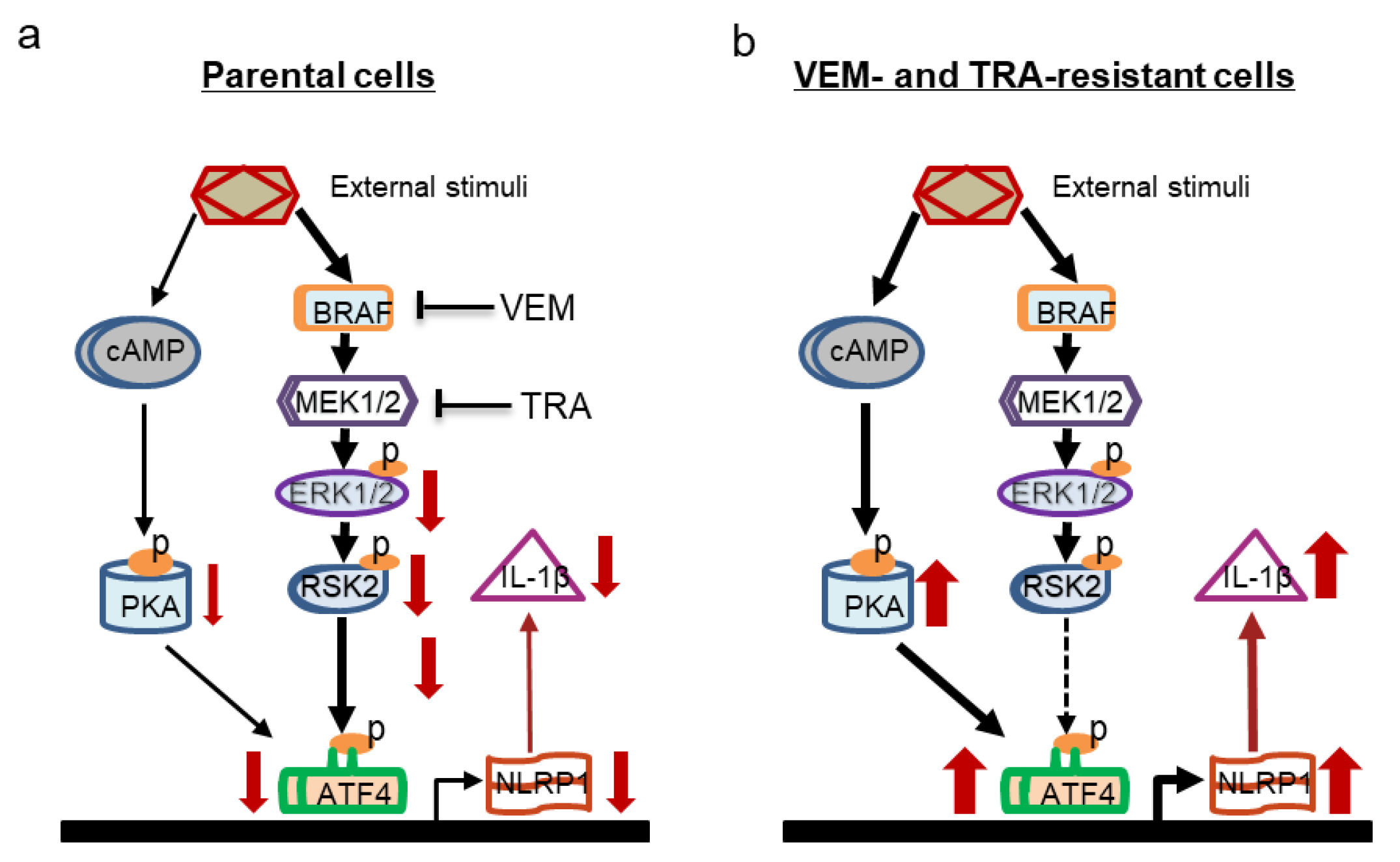 Pharmaceuticals 14 00023 g006 Pharmaceuticals 14 00023 g006