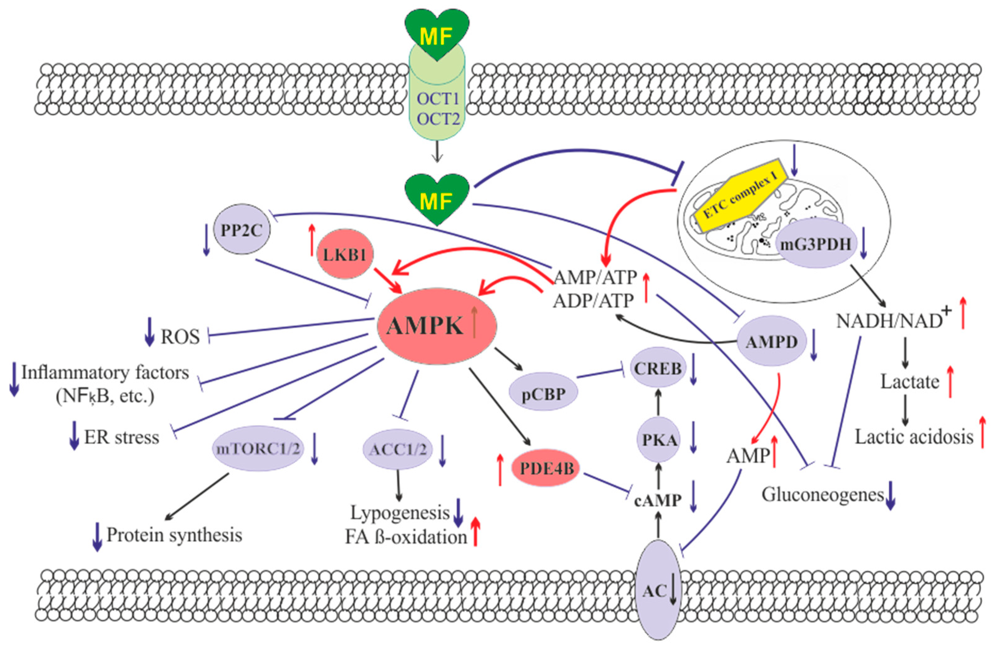 Pharmaceuticals 14 00042 g001