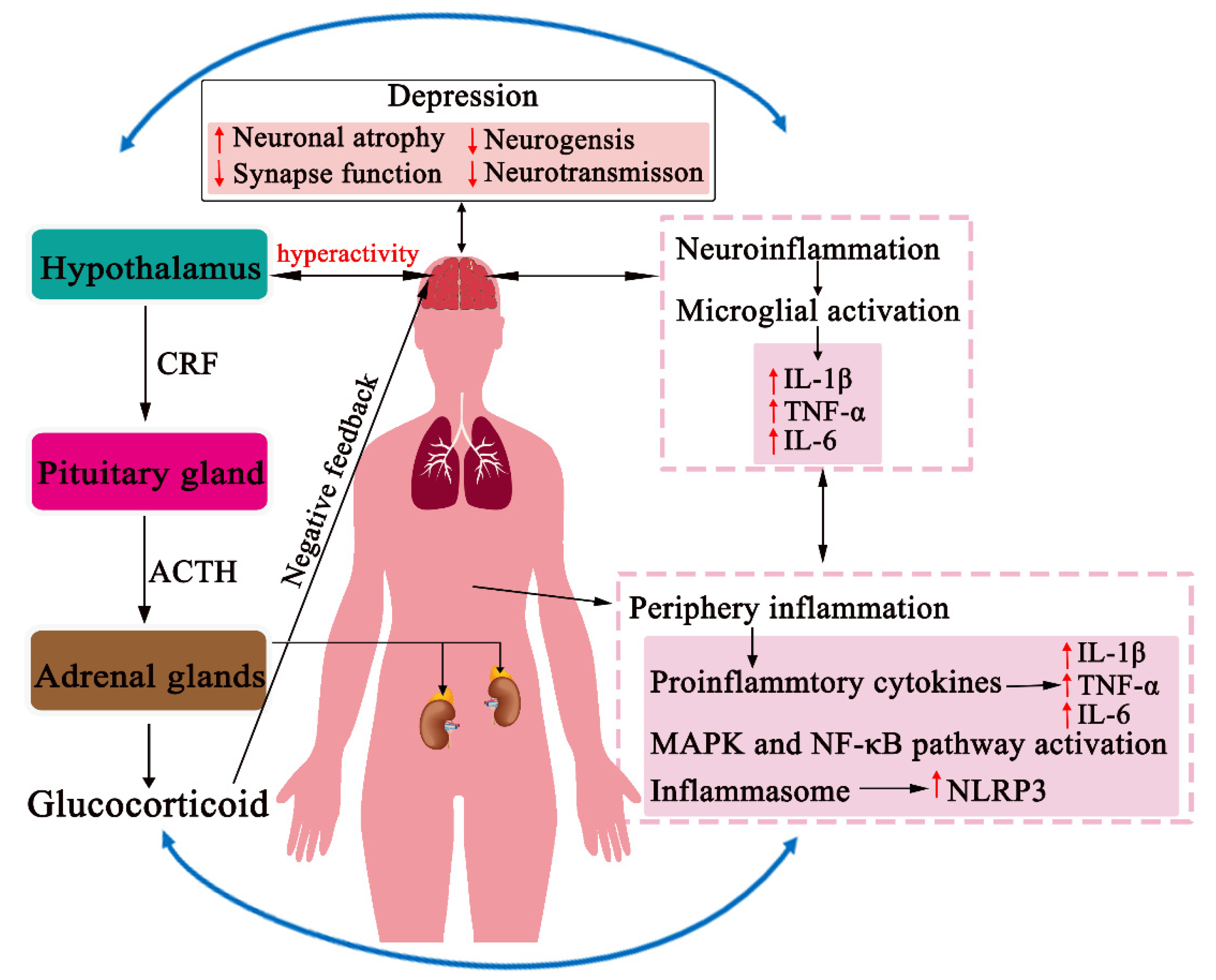 Pharmaceuticals 14 00065 g001 Pharmaceuticals 14 00065 g001