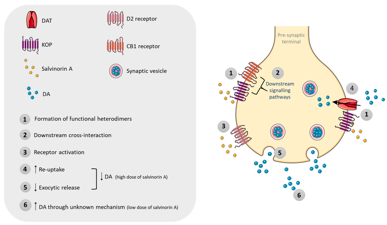 Pharmaceuticals 14 00116 g005