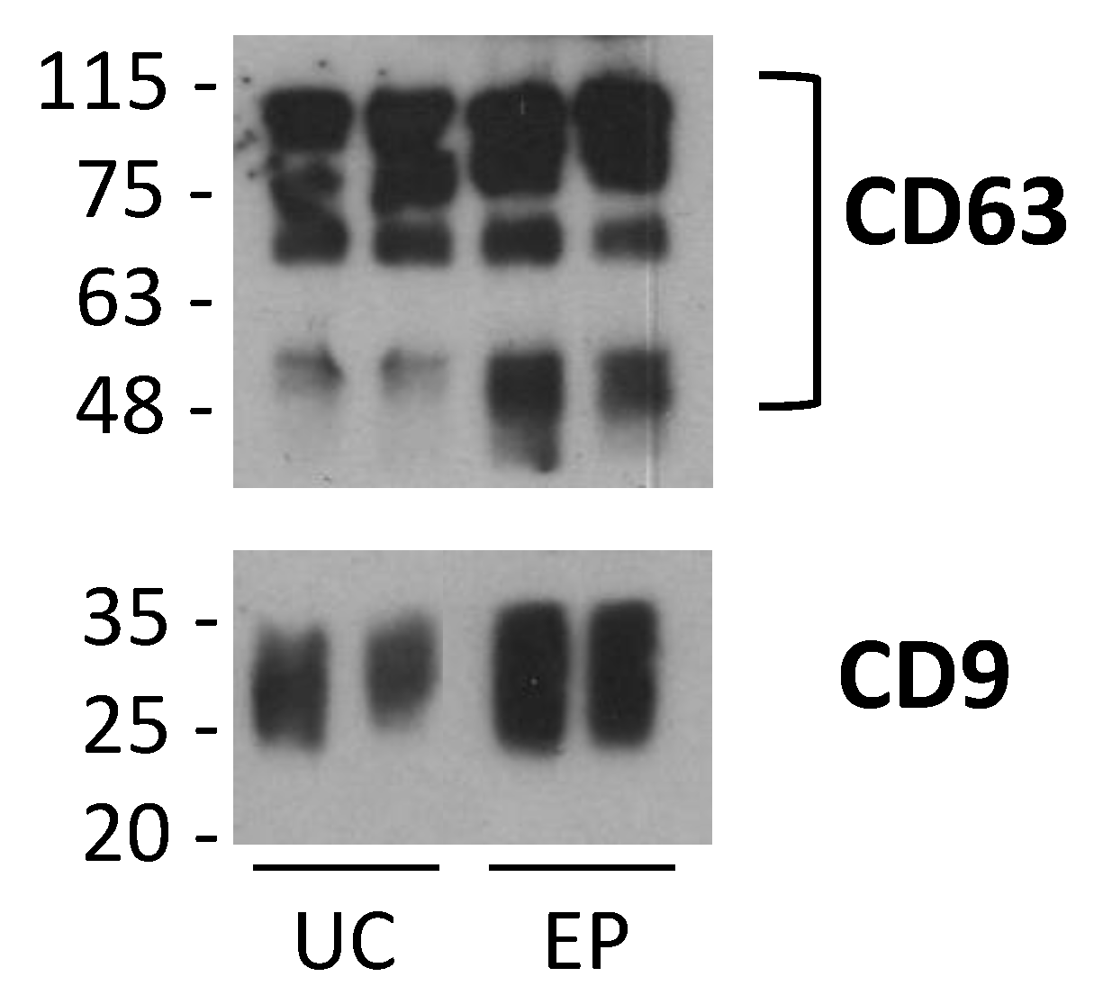 Pharmaceuticals 14 00128 g002