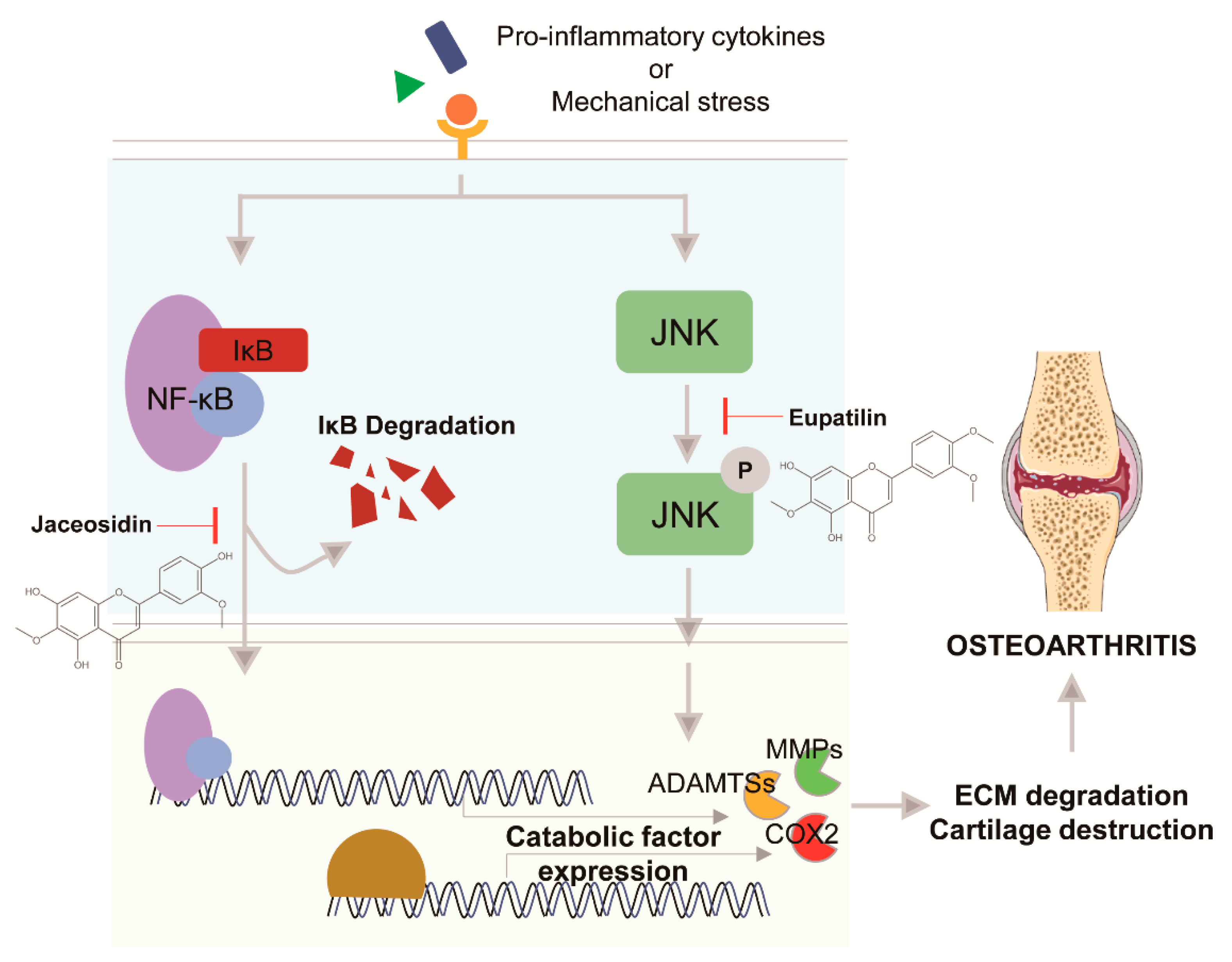 Pharmaceuticals 14 00131 g003