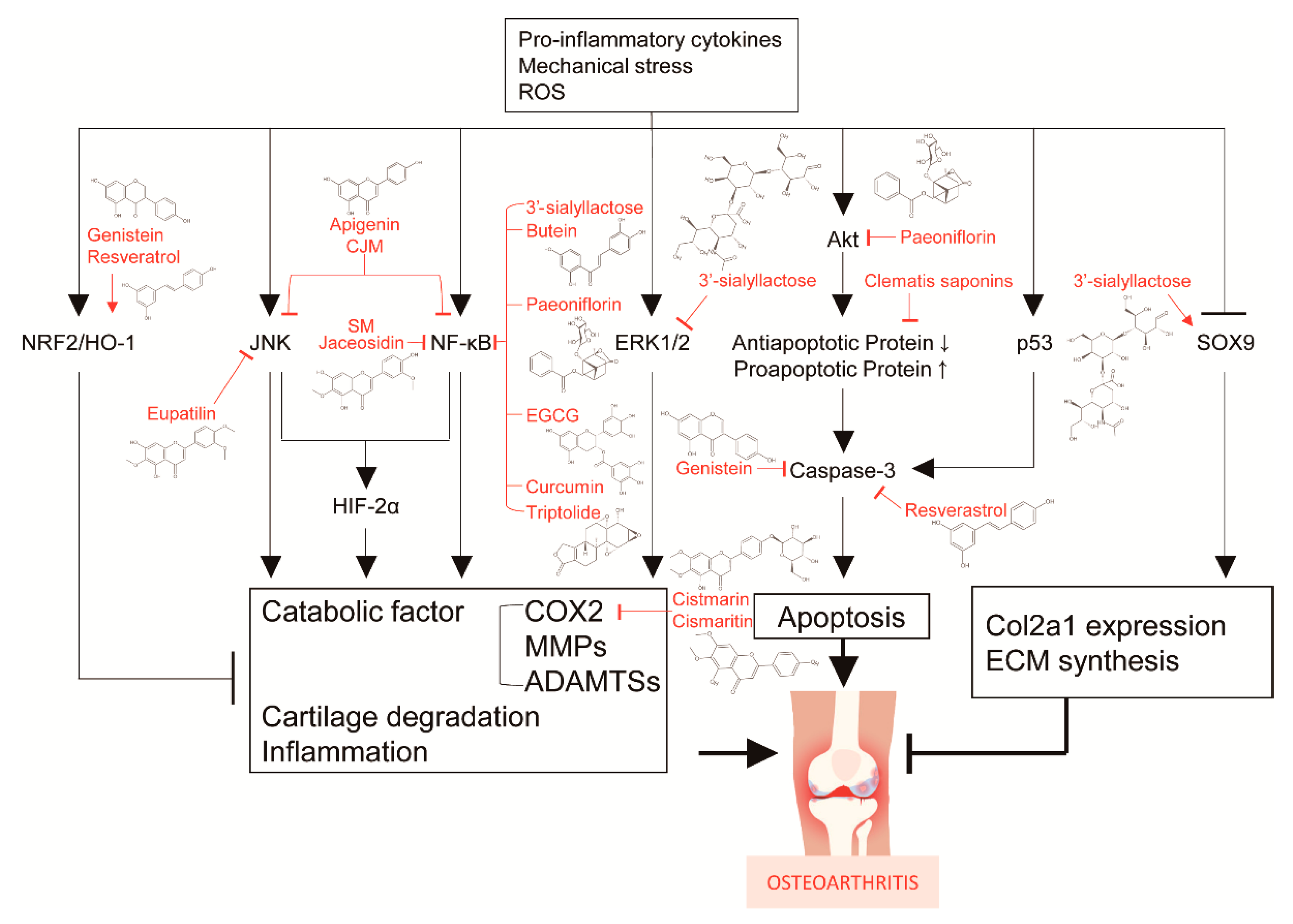 Pharmaceuticals 14 00131 g005