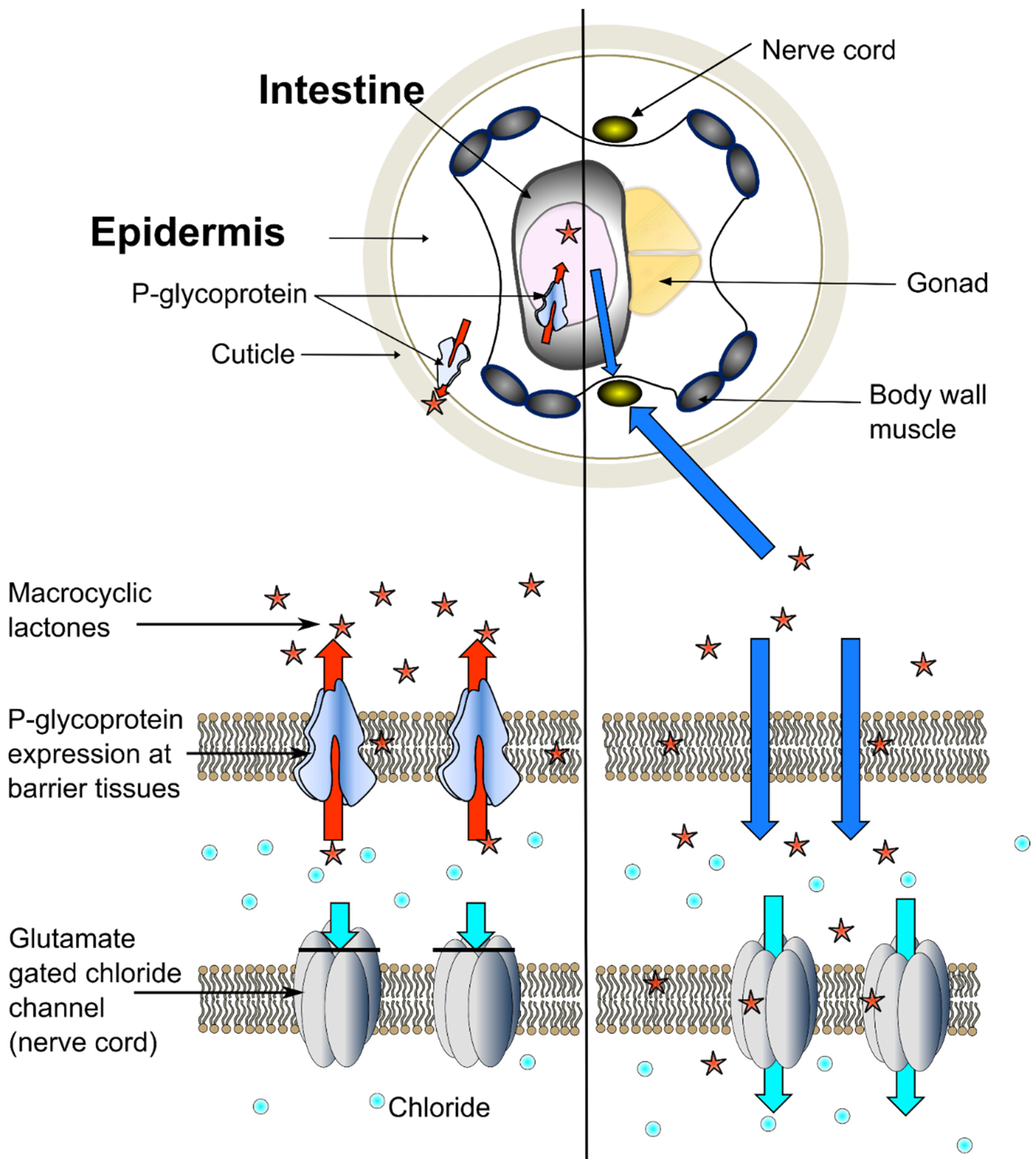 Pharmaceuticals 14 00153 g005
