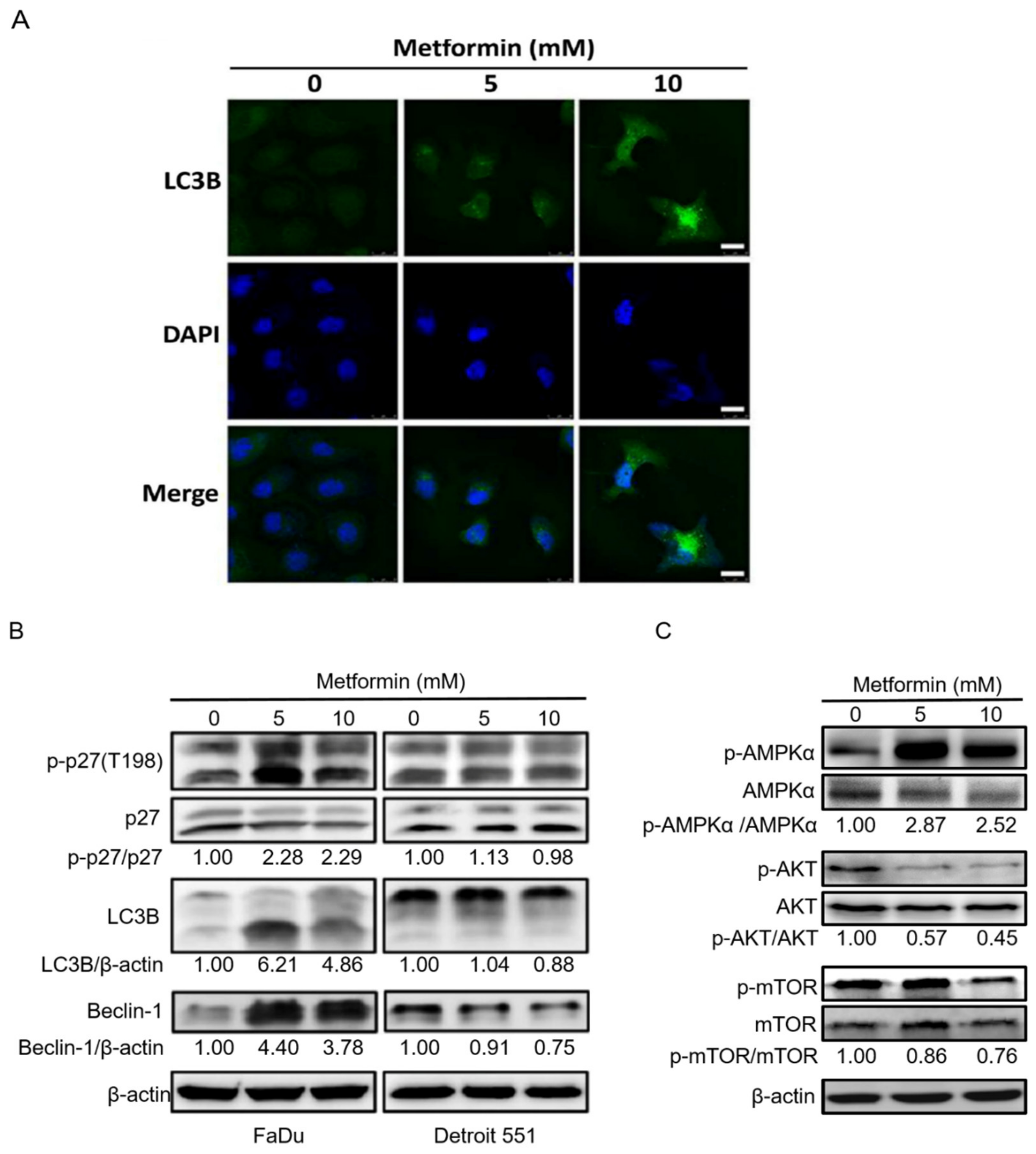 Pharmaceuticals 14 00191 g005