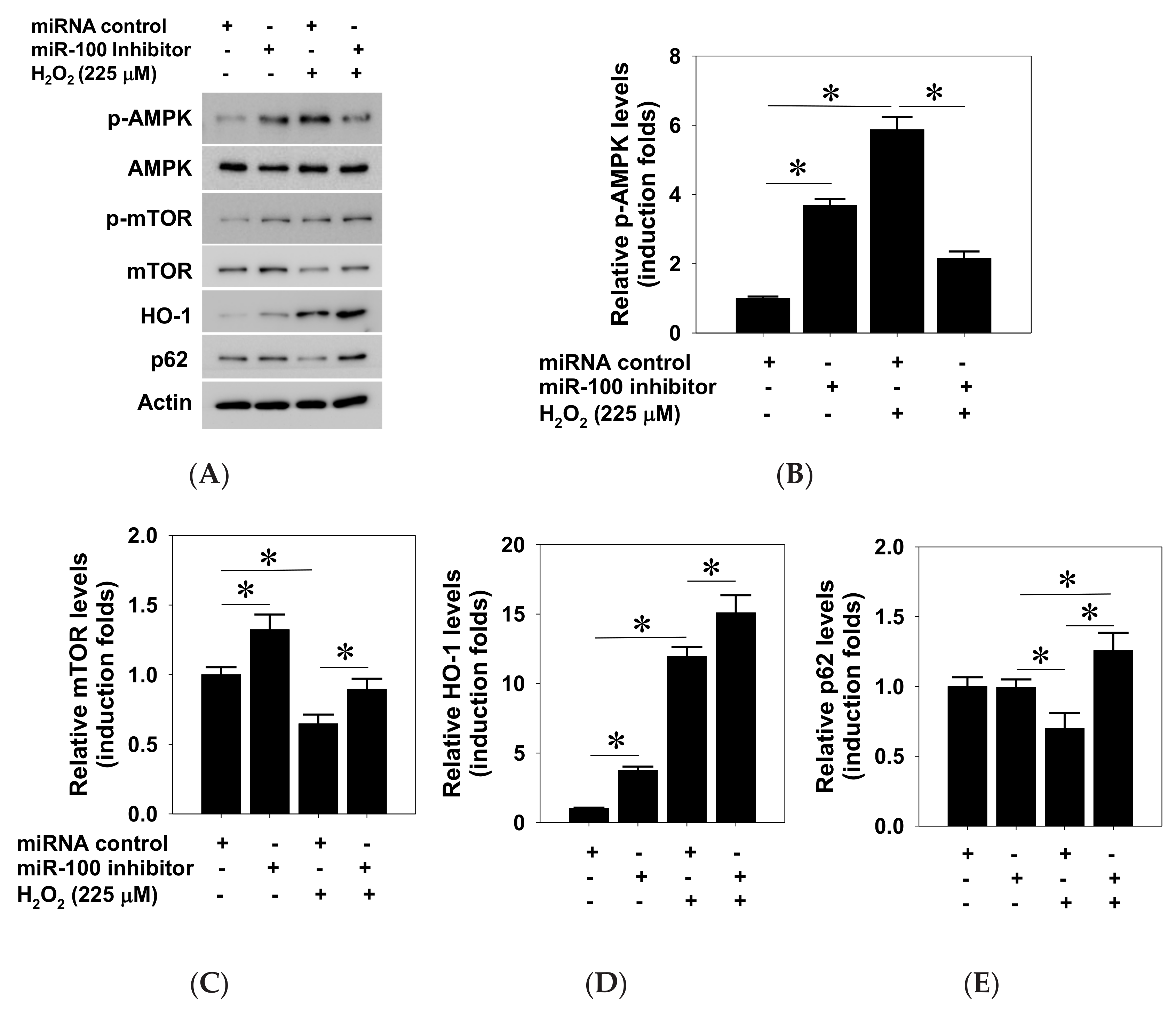 Pharmaceuticals 14 00314 g006 Pharmaceuticals 14 00314 g006