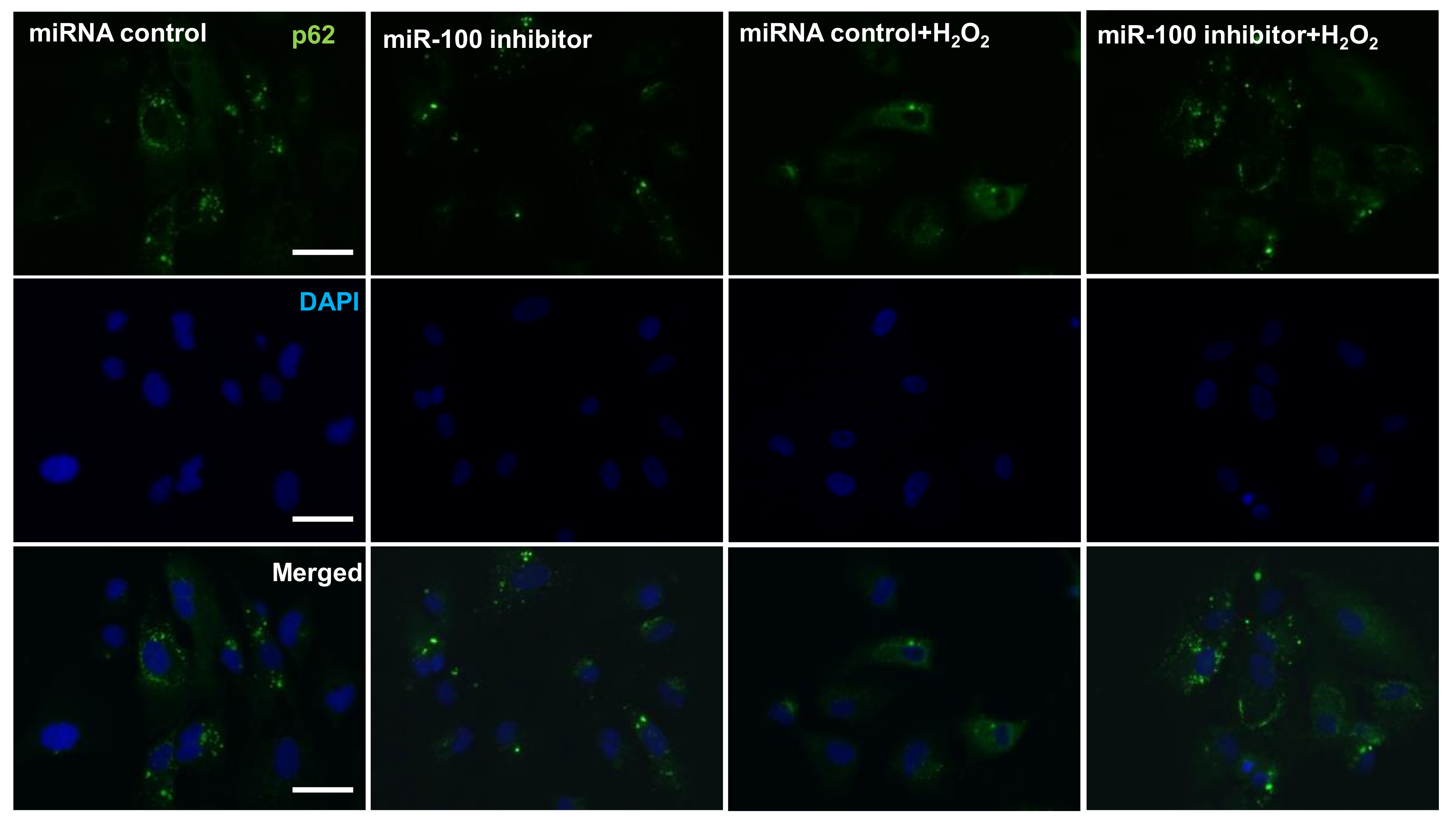 Pharmaceuticals 14 00314 g007 Pharmaceuticals 14 00314 g007