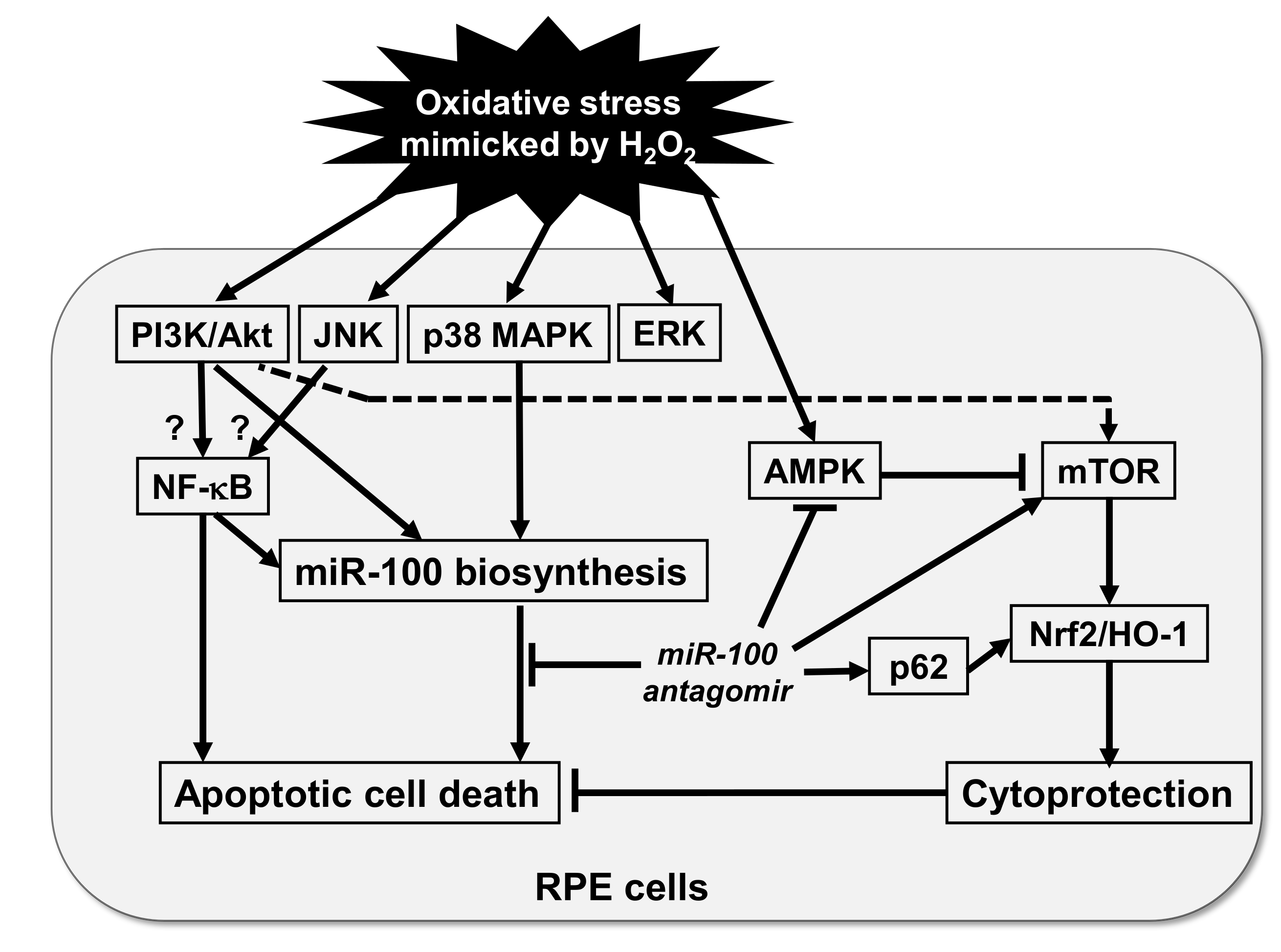 Pharmaceuticals 14 00314 g008 Pharmaceuticals 14 00314 g008