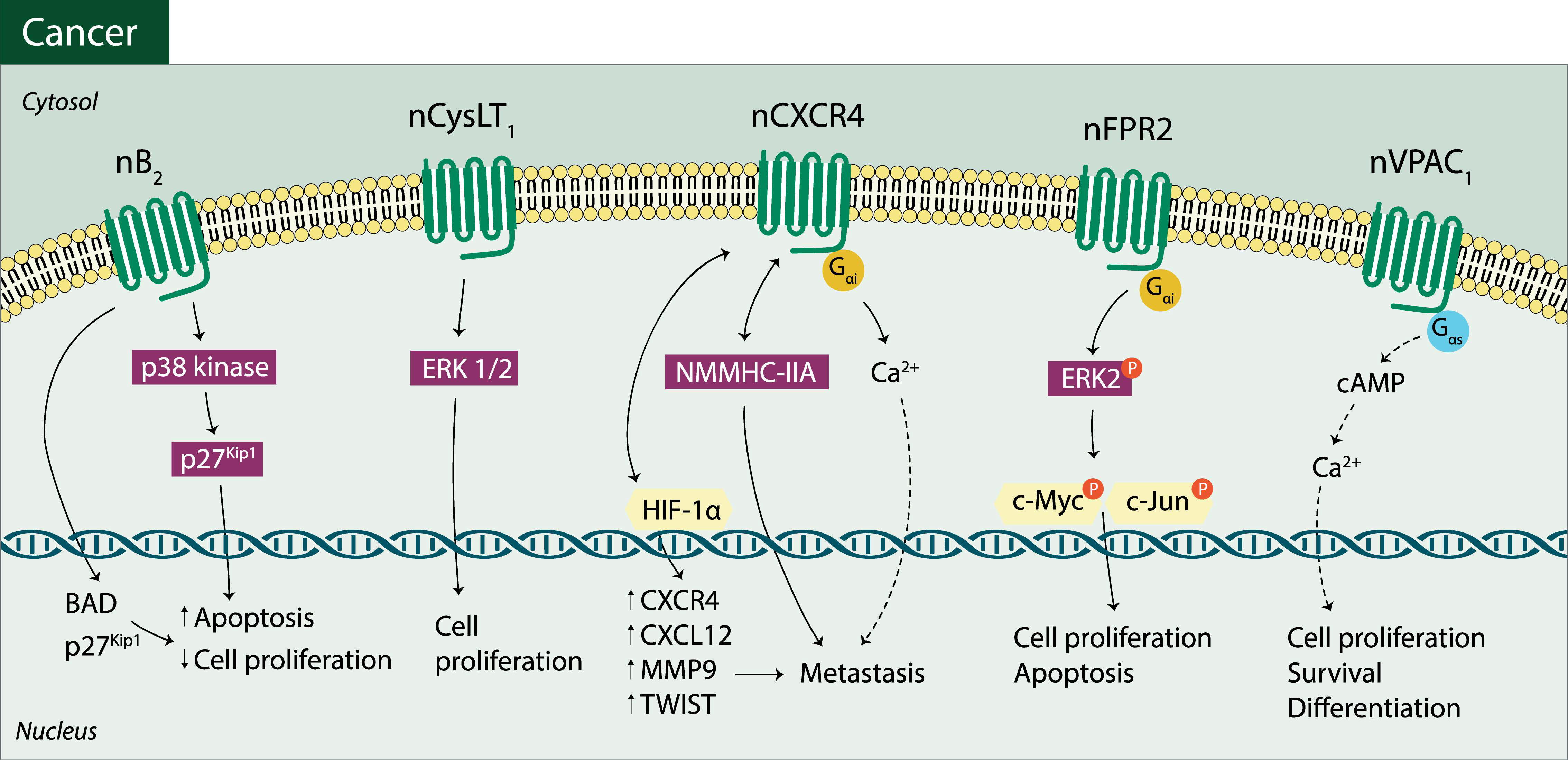Pharmaceuticals 14 00439 g002 Pharmaceuticals 14 00439 g002