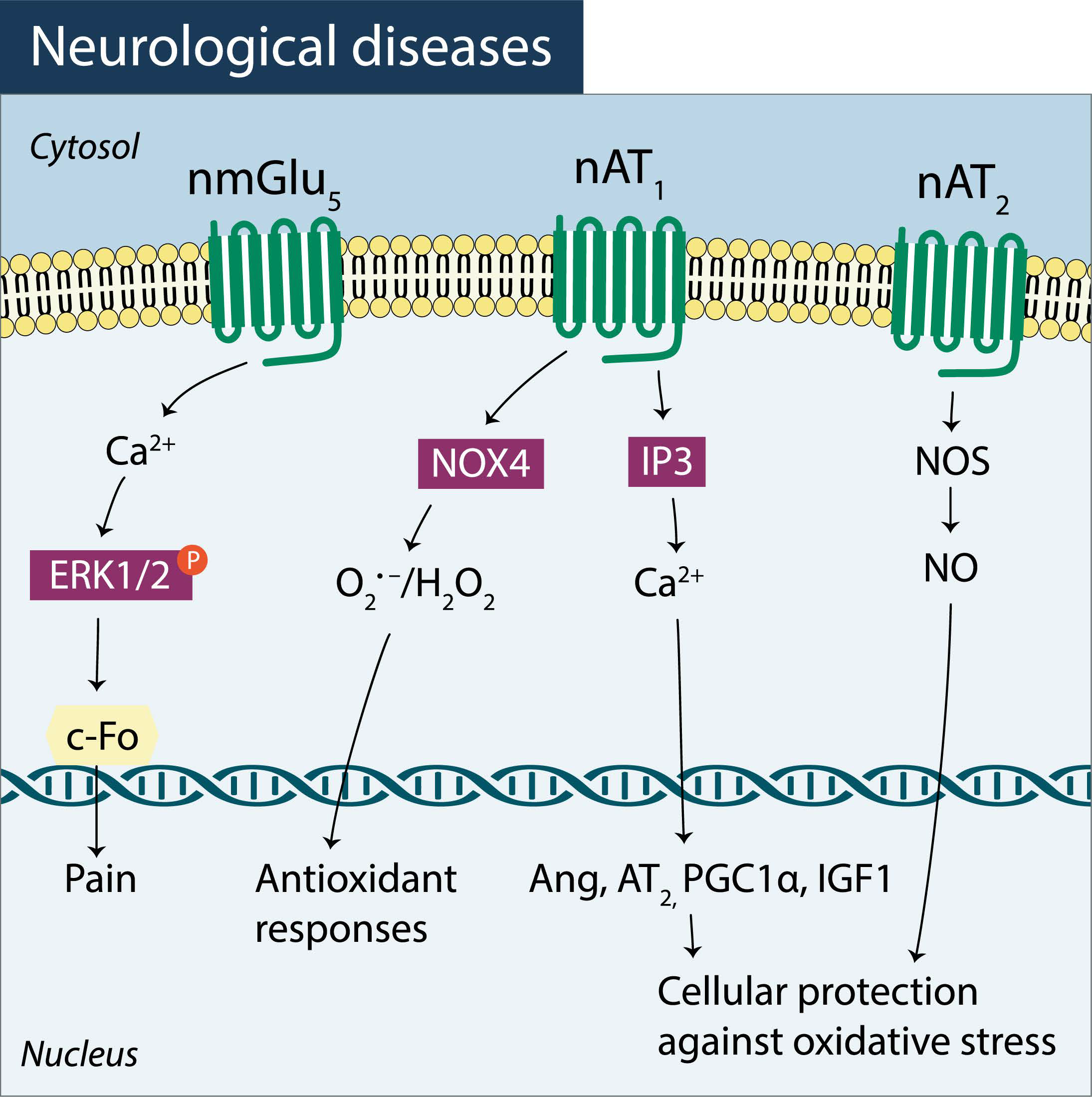 Pharmaceuticals 14 00439 g003 Pharmaceuticals 14 00439 g003
