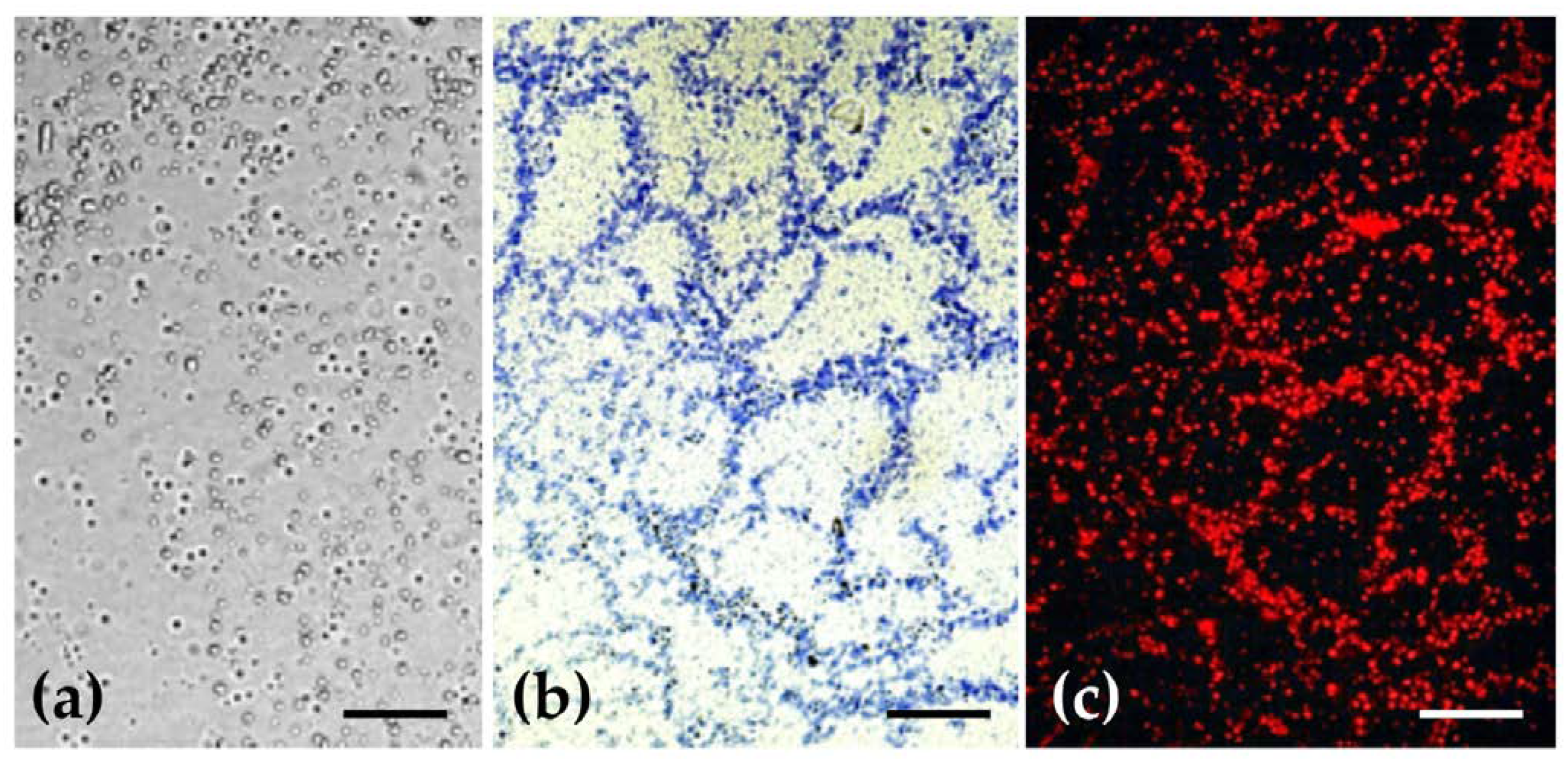 Pharmaceuticals 14 00467 g002 Pharmaceuticals 14 00467 g002