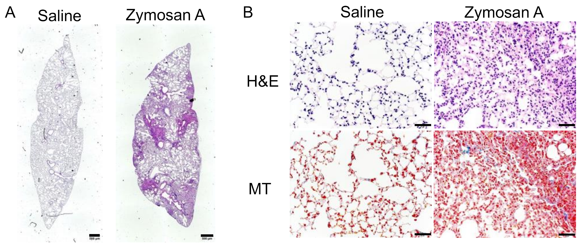 Pharmaceuticals 14 00474 g001 Pharmaceuticals 14 00474 g001