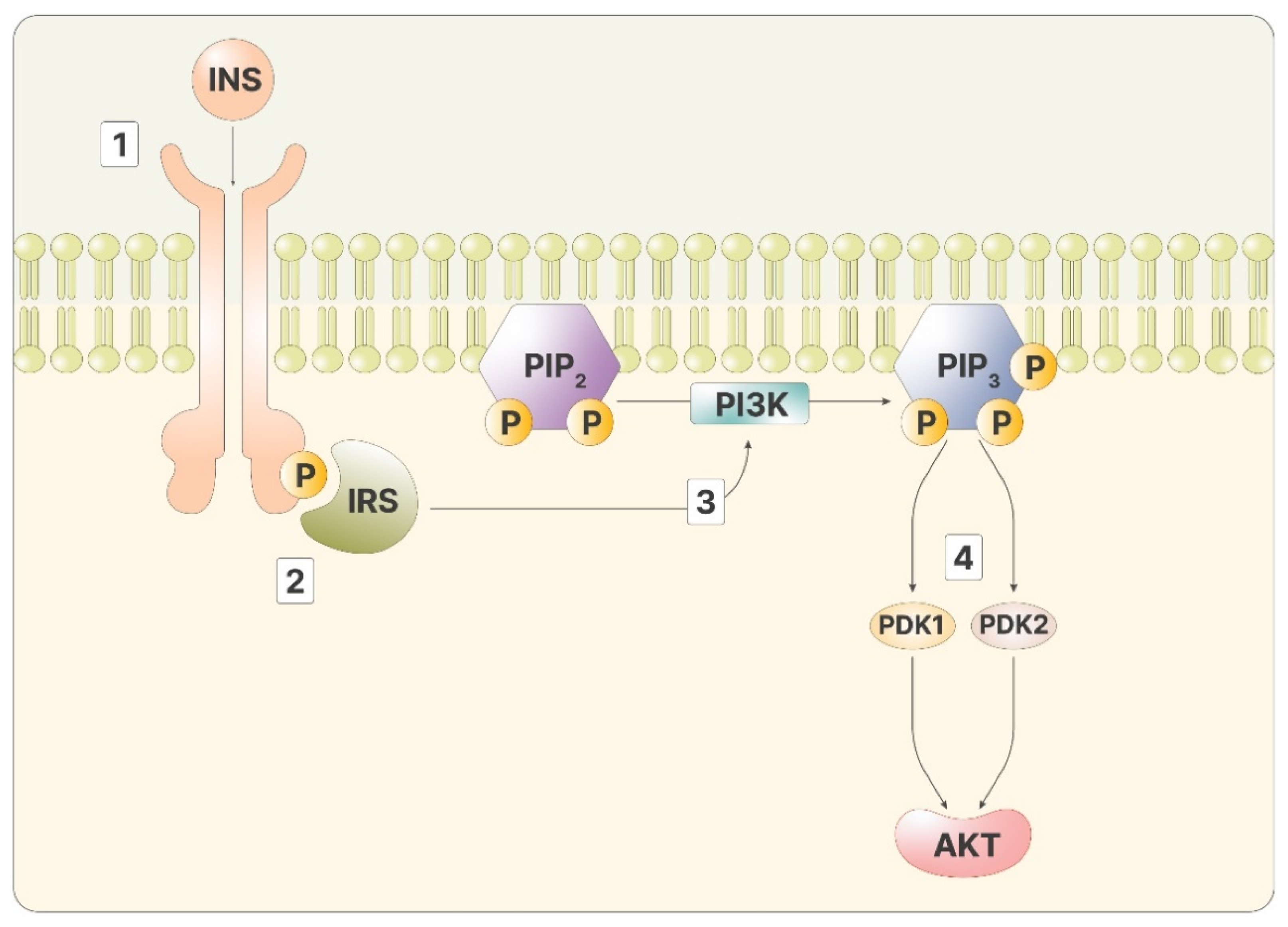 Pharmaceuticals 14 00504 g001