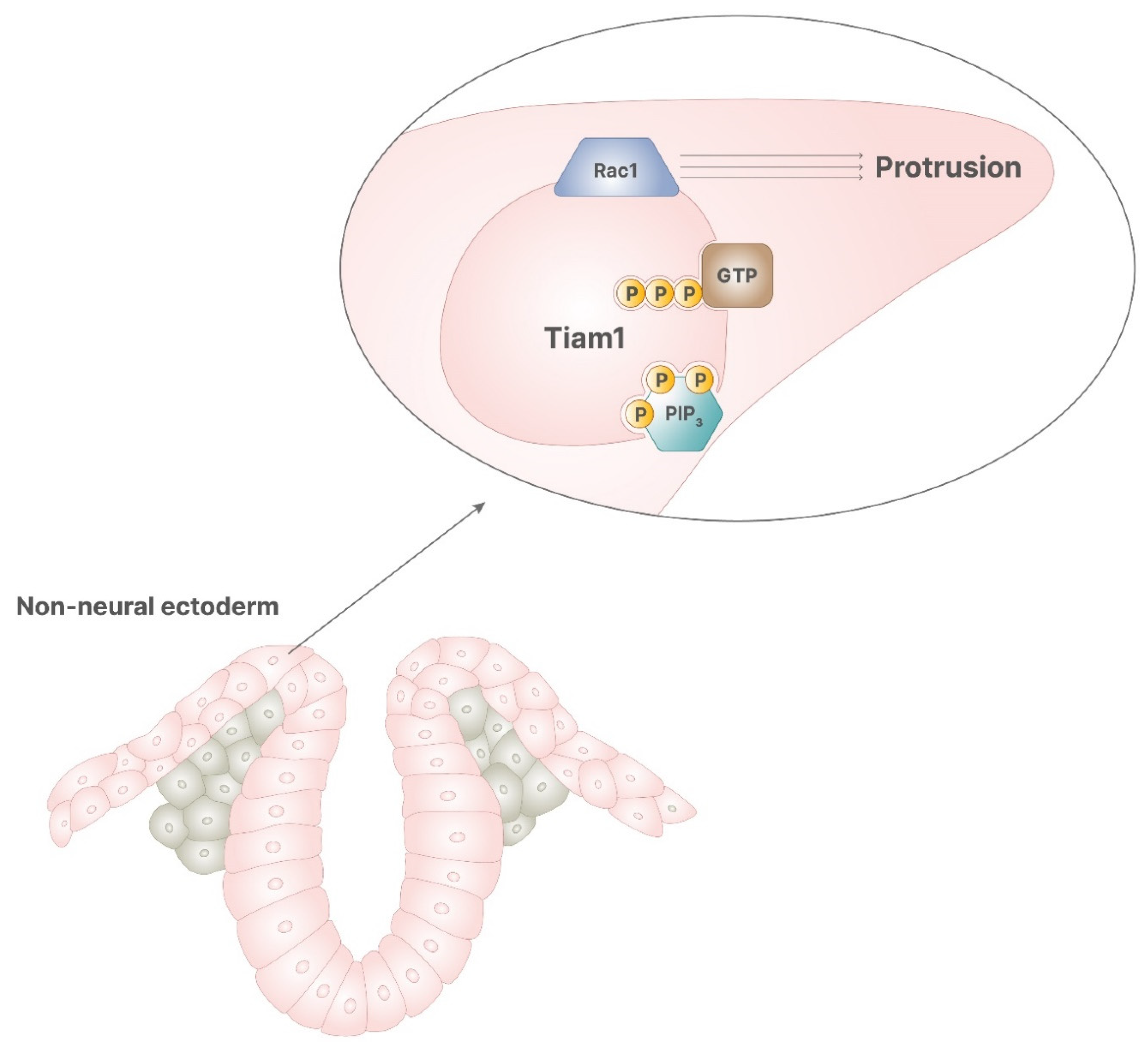 Pharmaceuticals 14 00504 g005