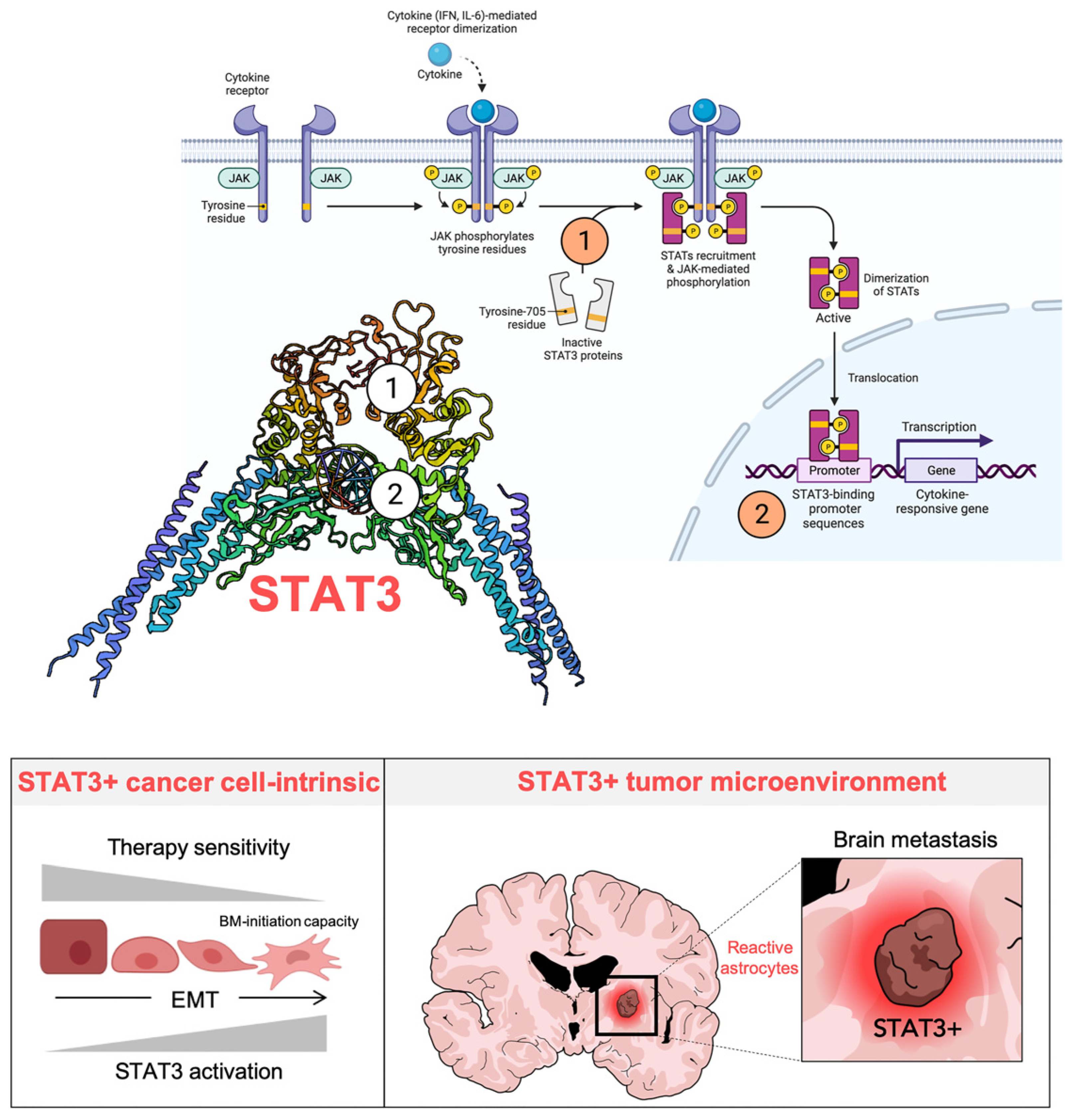Pharmaceuticals 14 00559 g003