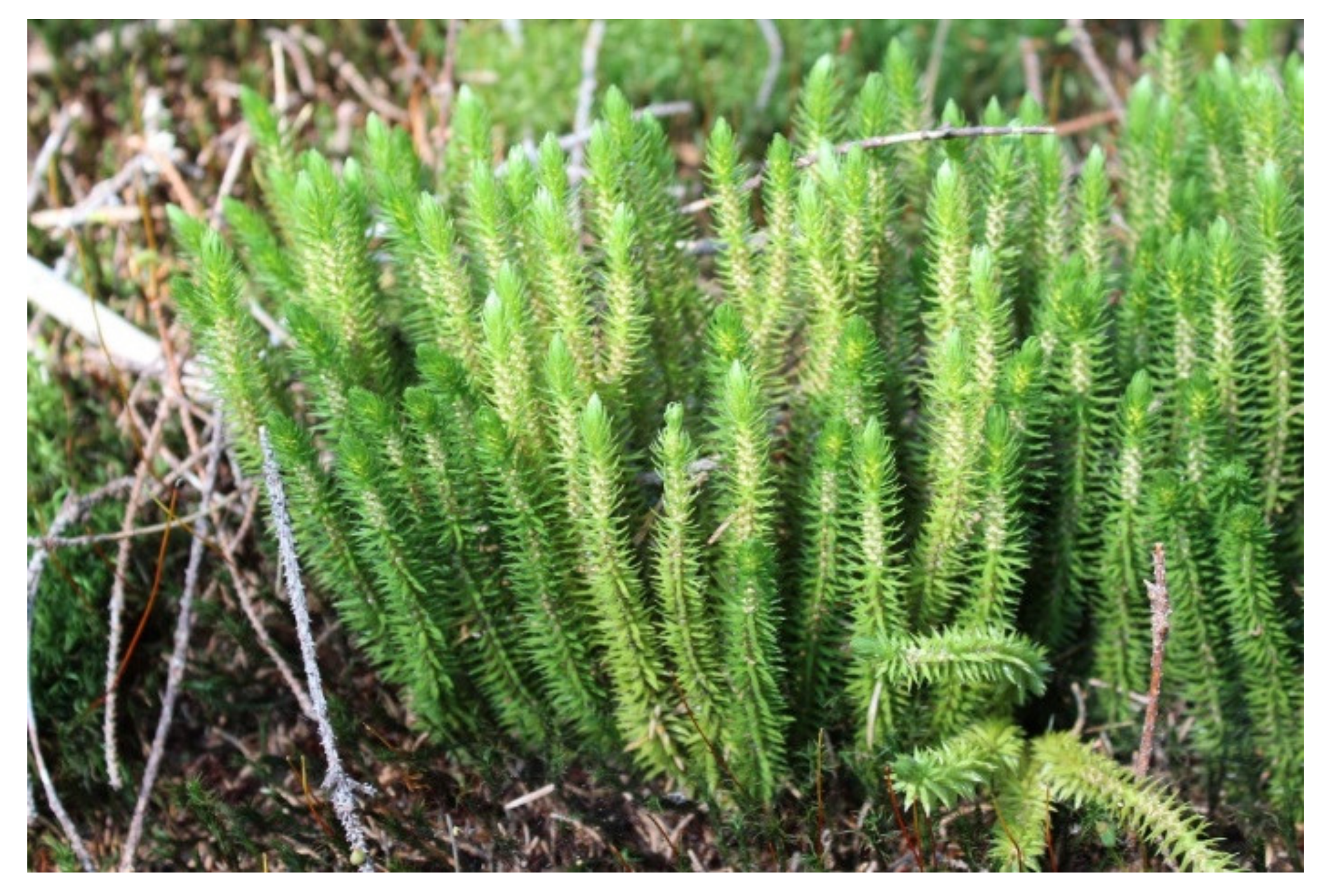 Pharmaceuticals 14 00568 g002