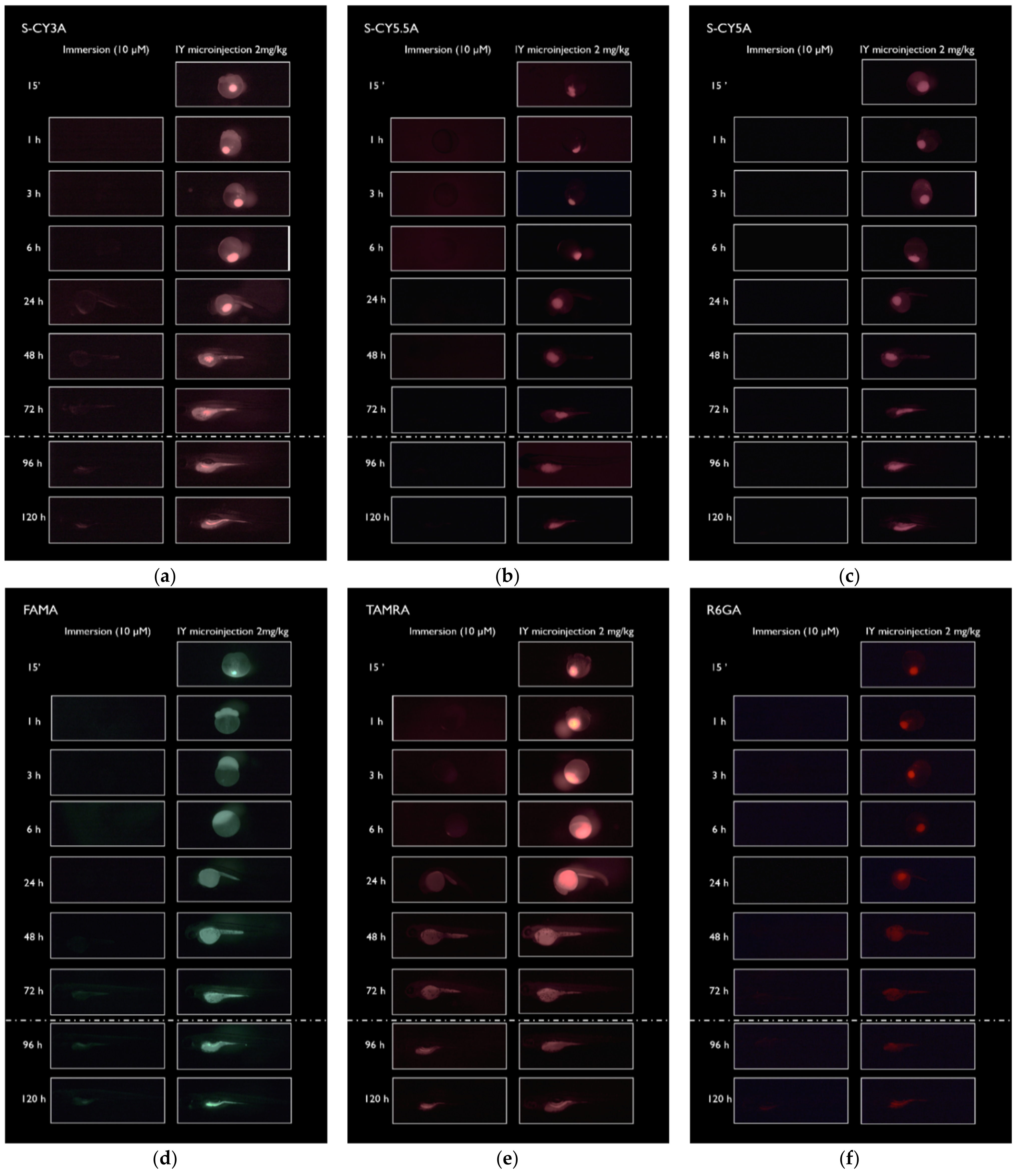 Pharmaceuticals 14 00576 g002a