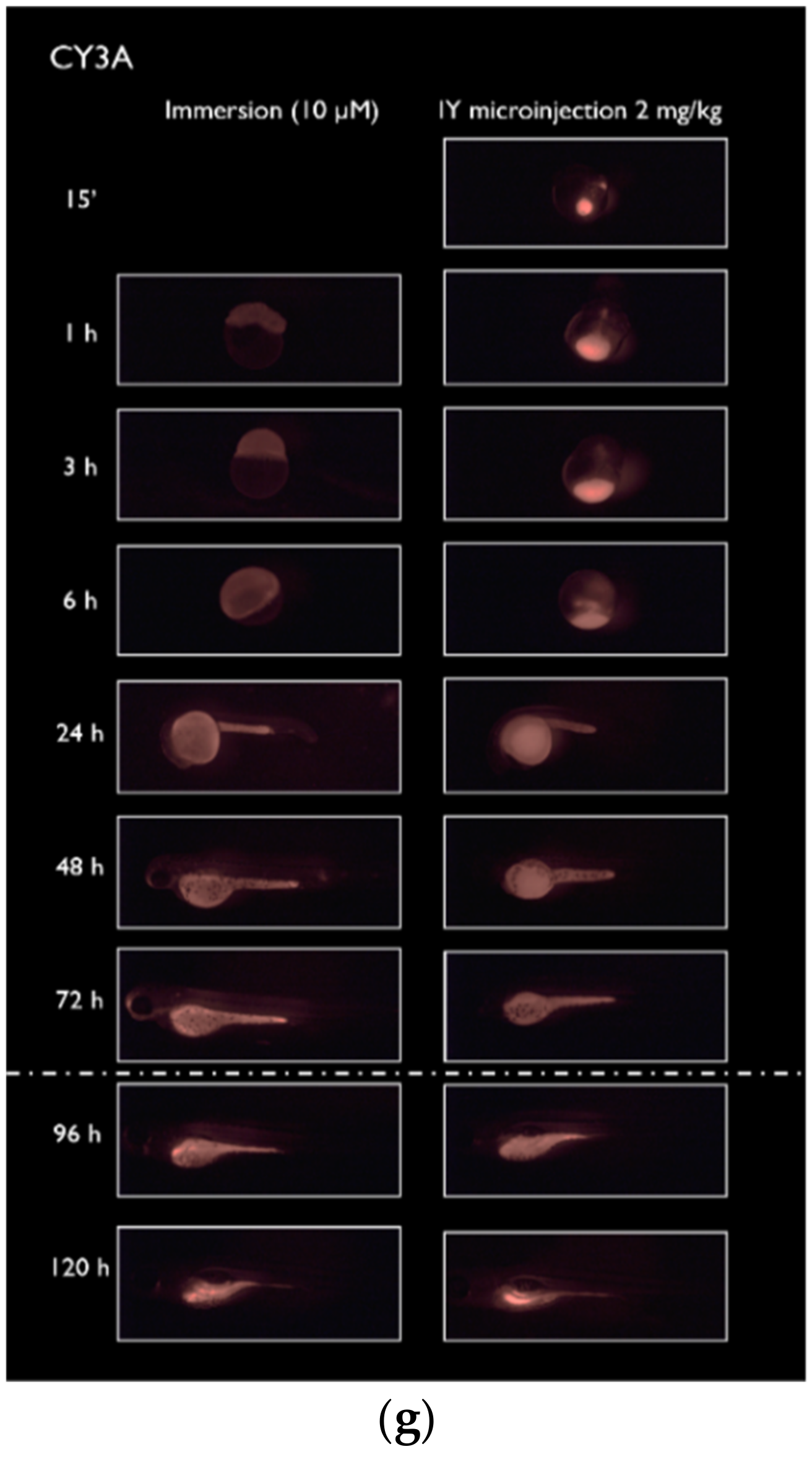 Pharmaceuticals 14 00576 g002b