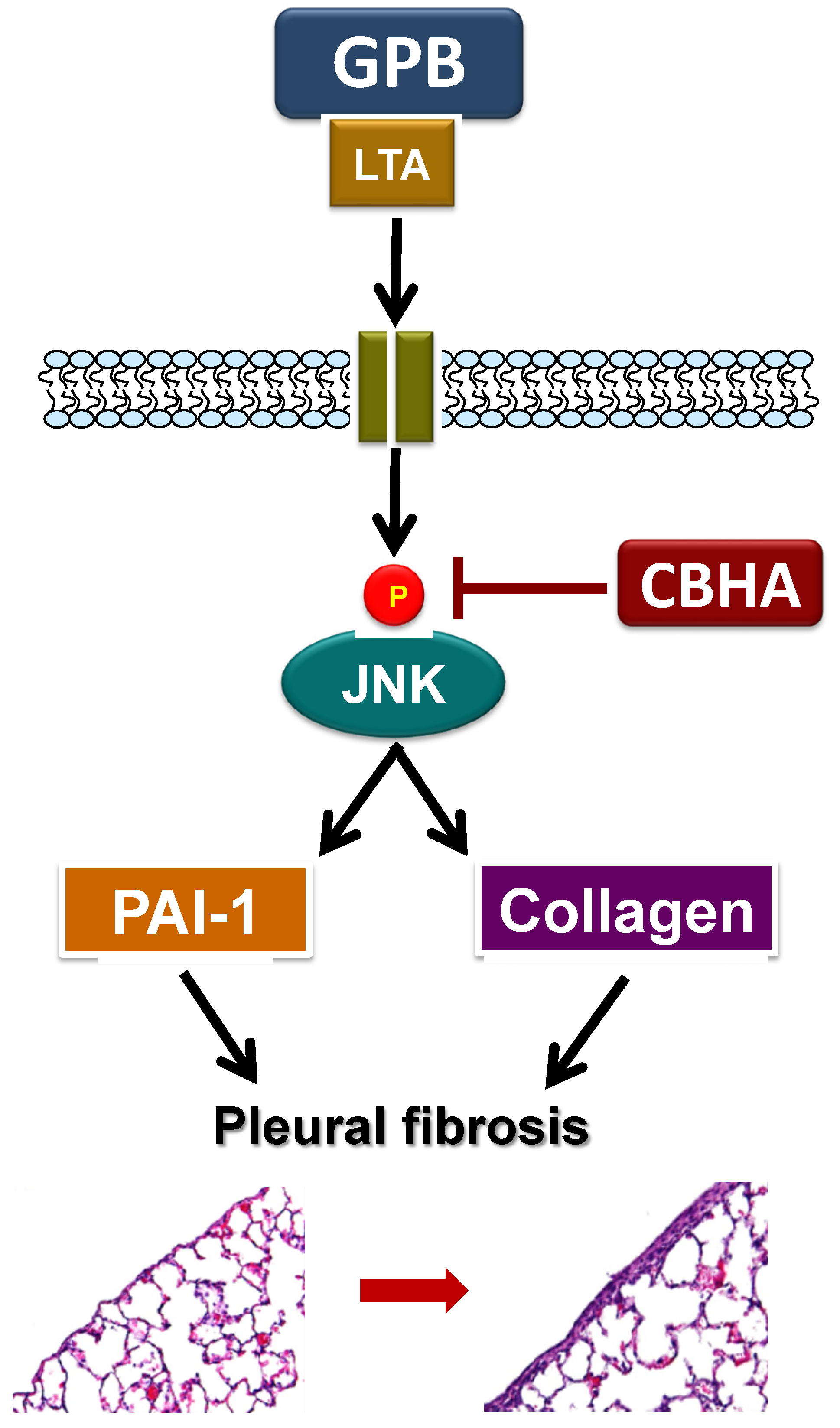 Pharmaceuticals 14 00585 g006