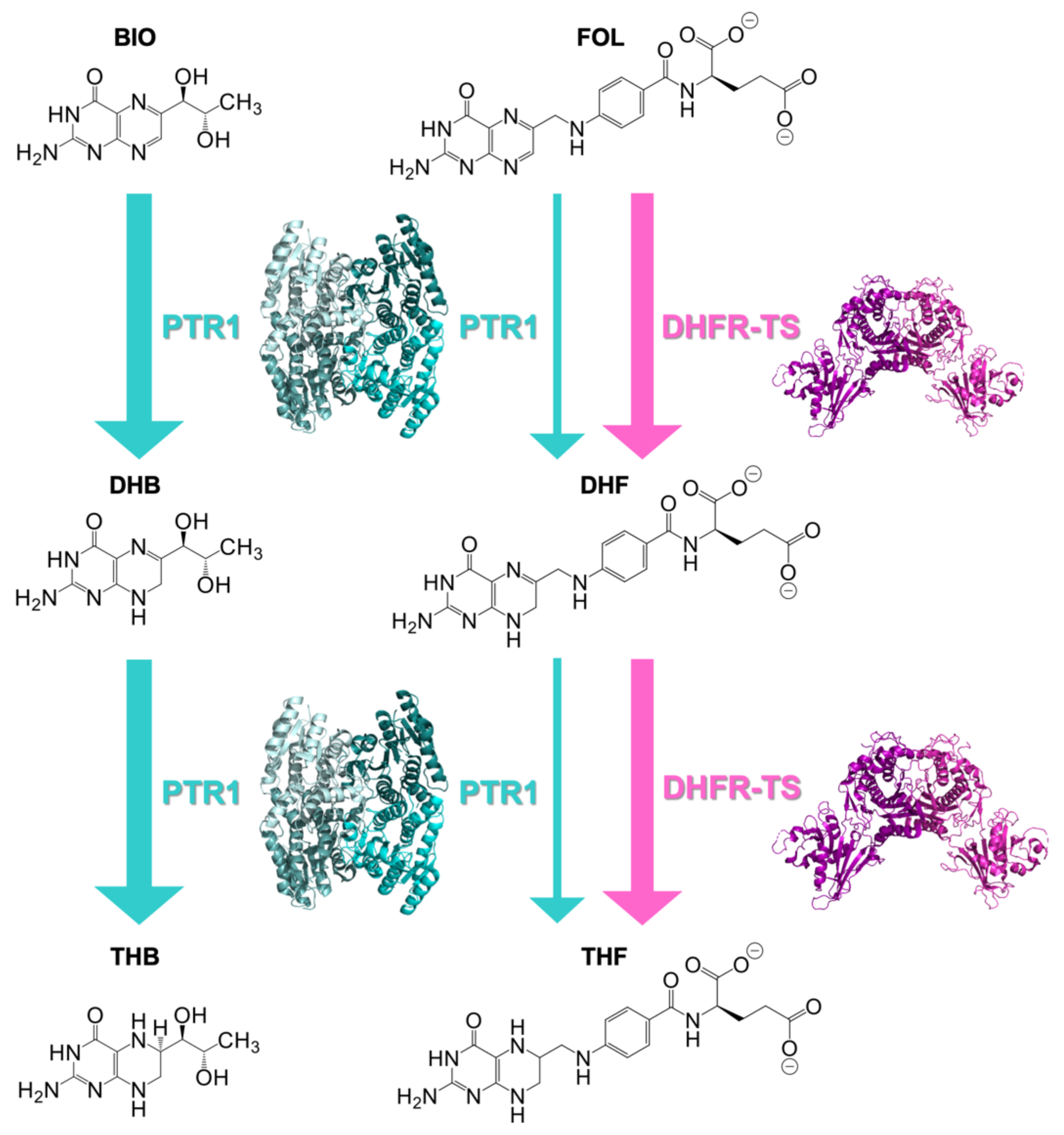Pharmaceuticals 14 00636 g001