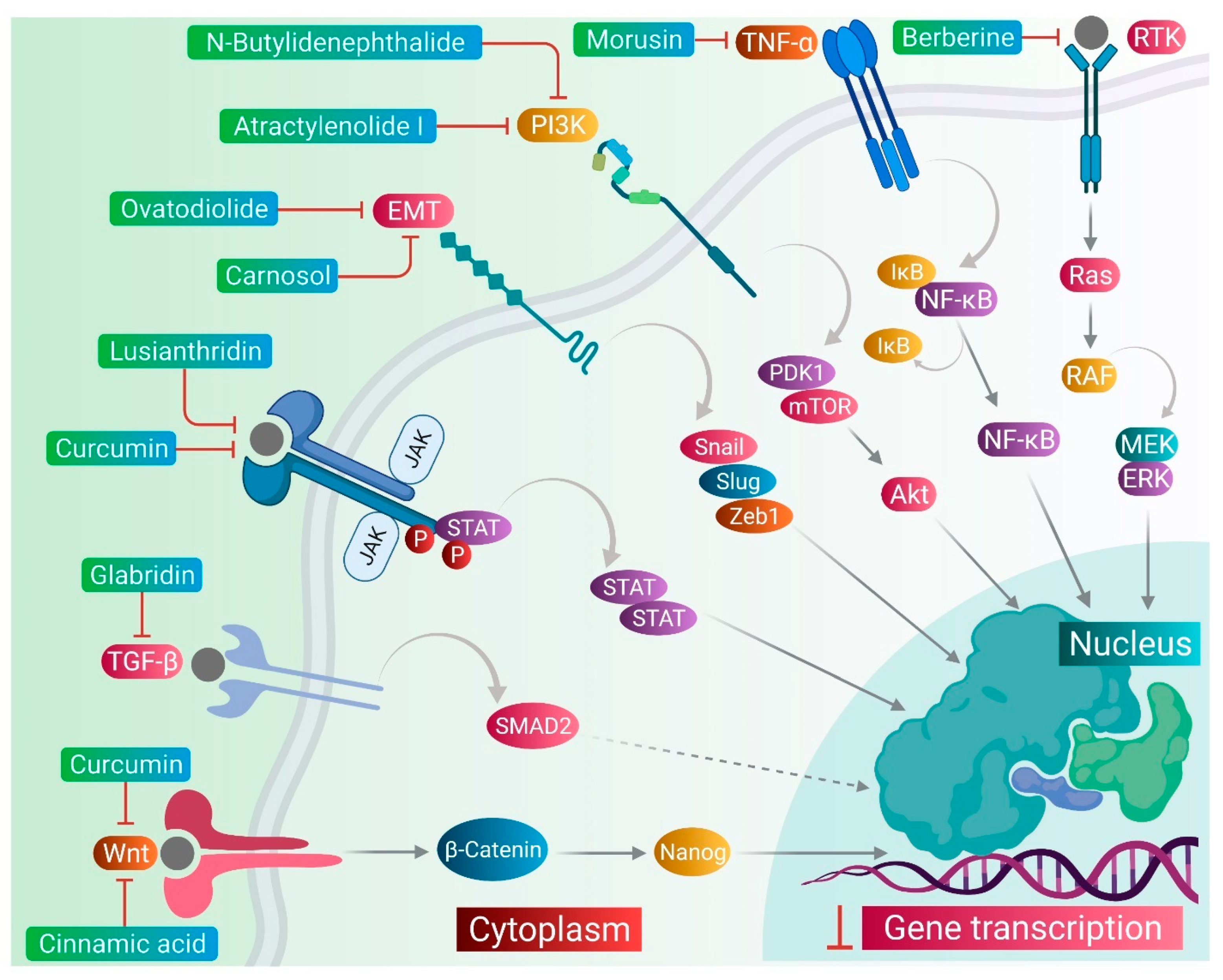 Pharmaceuticals 14 00676 g002
