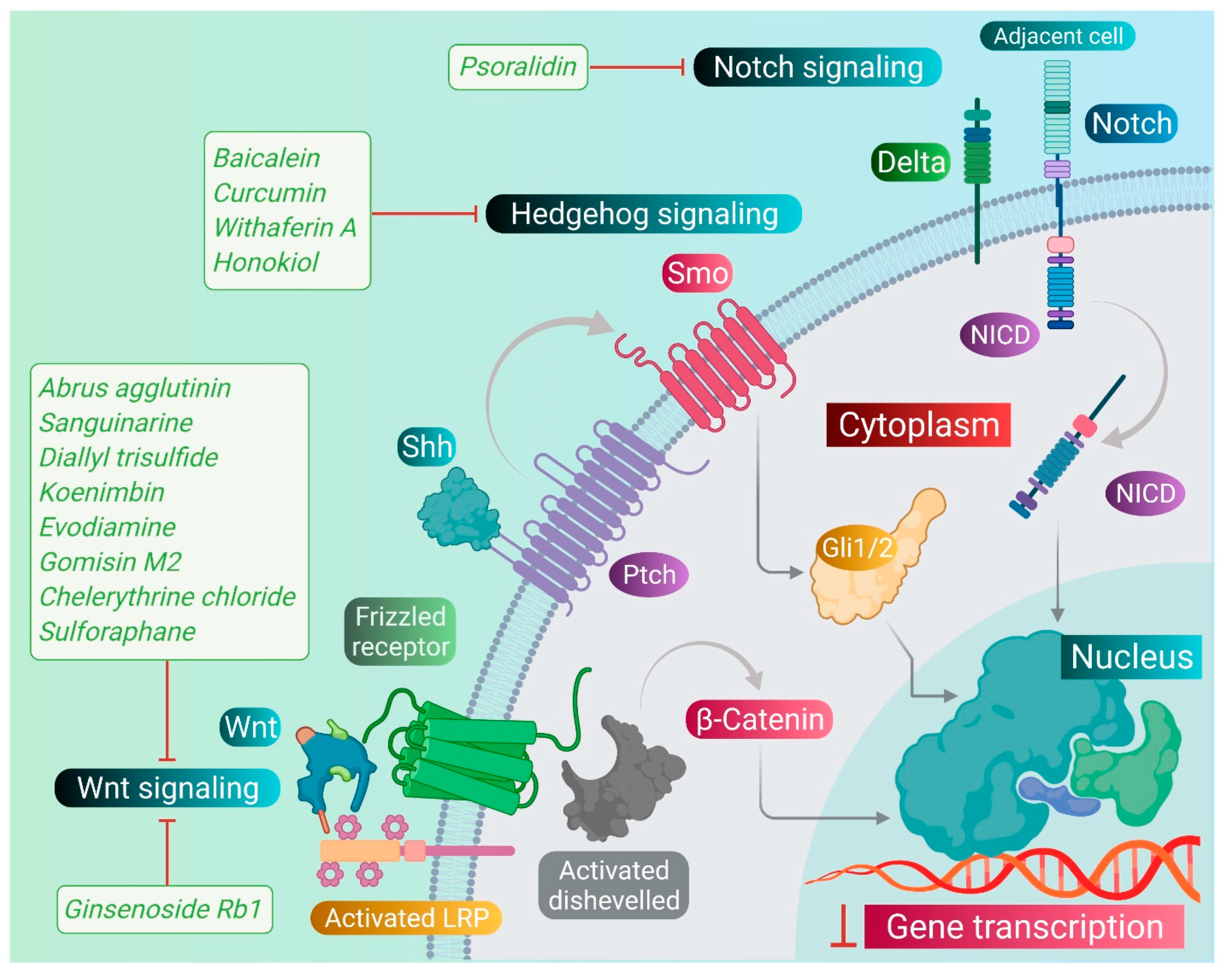 Pharmaceuticals 14 00676 g004