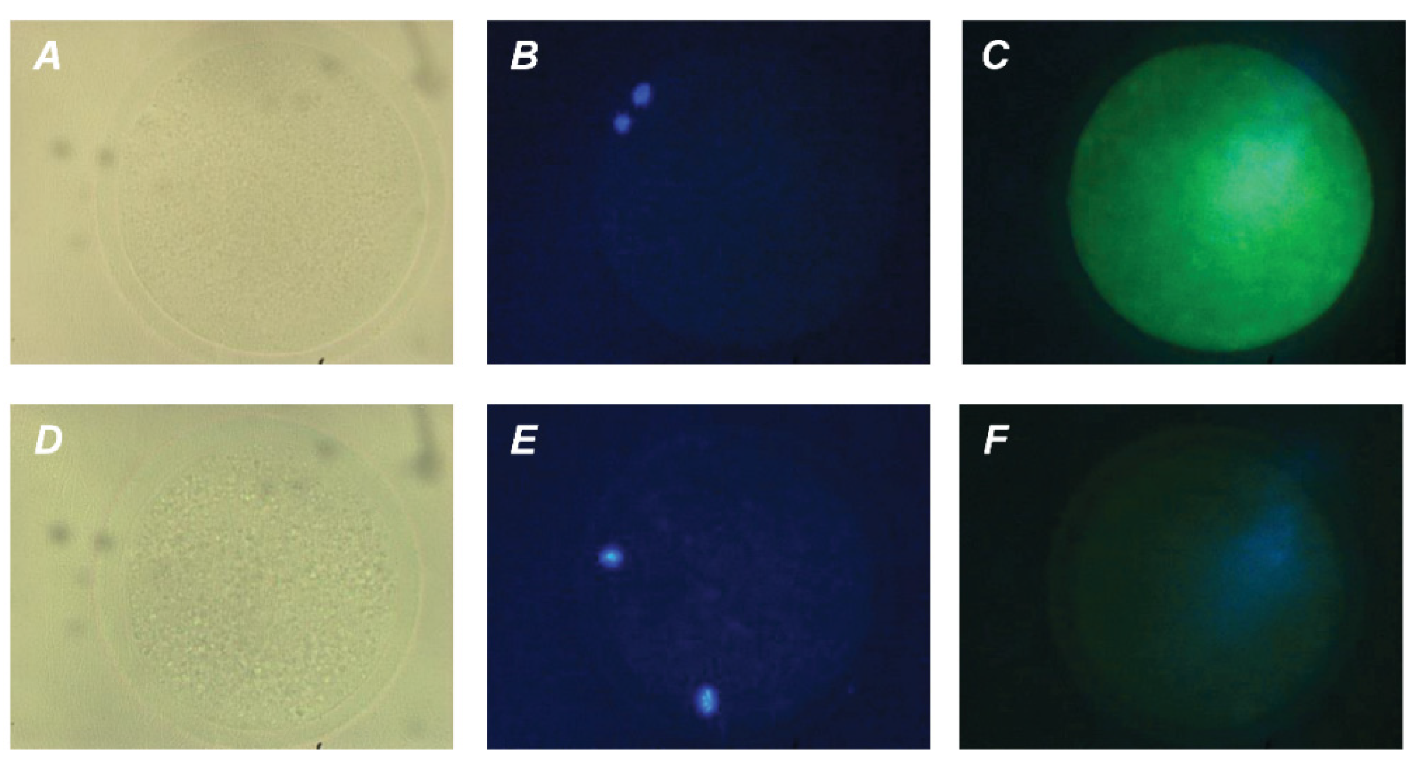 Pharmaceuticals 14 00684 g005