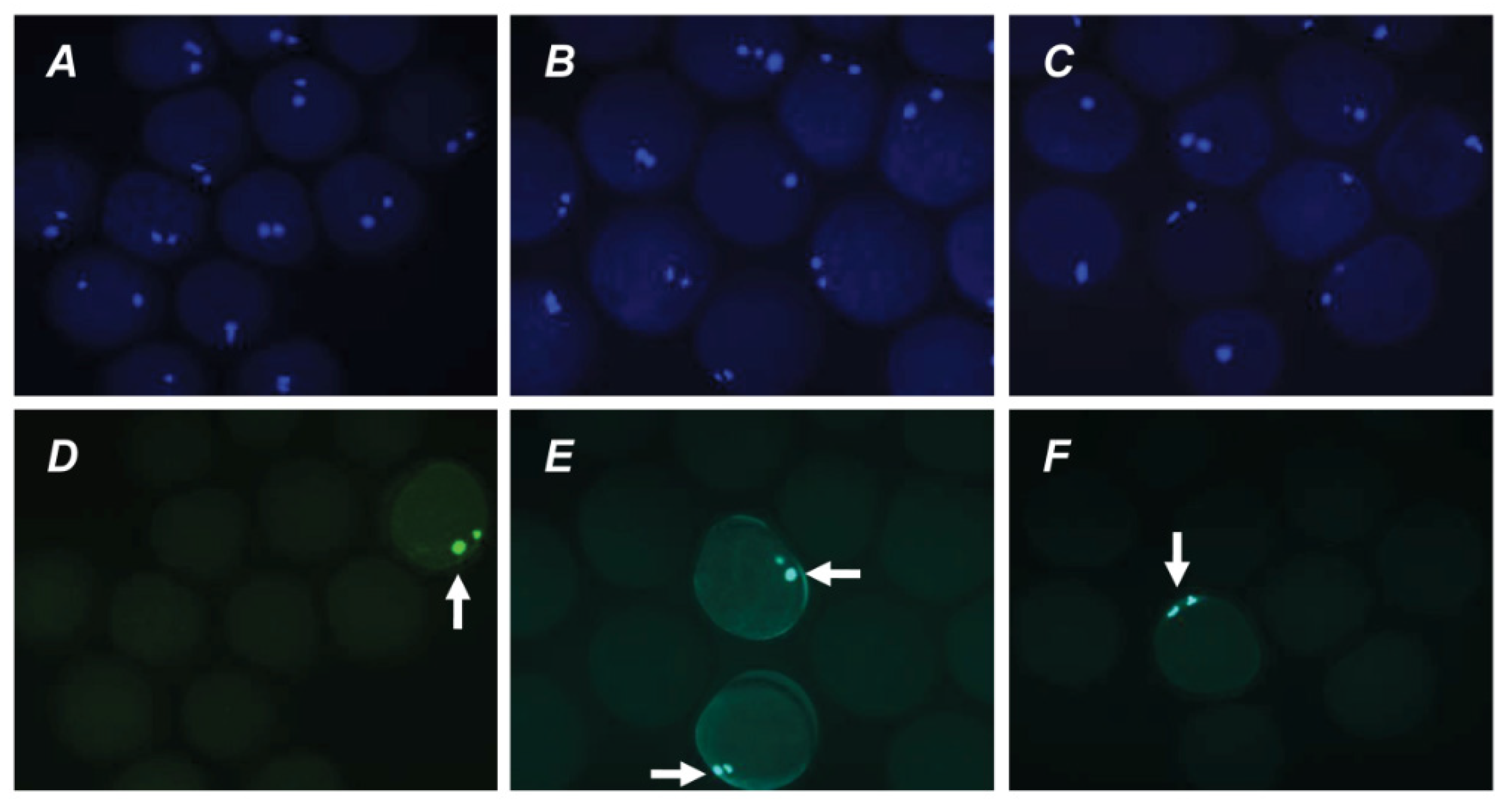 Pharmaceuticals 14 00684 g006