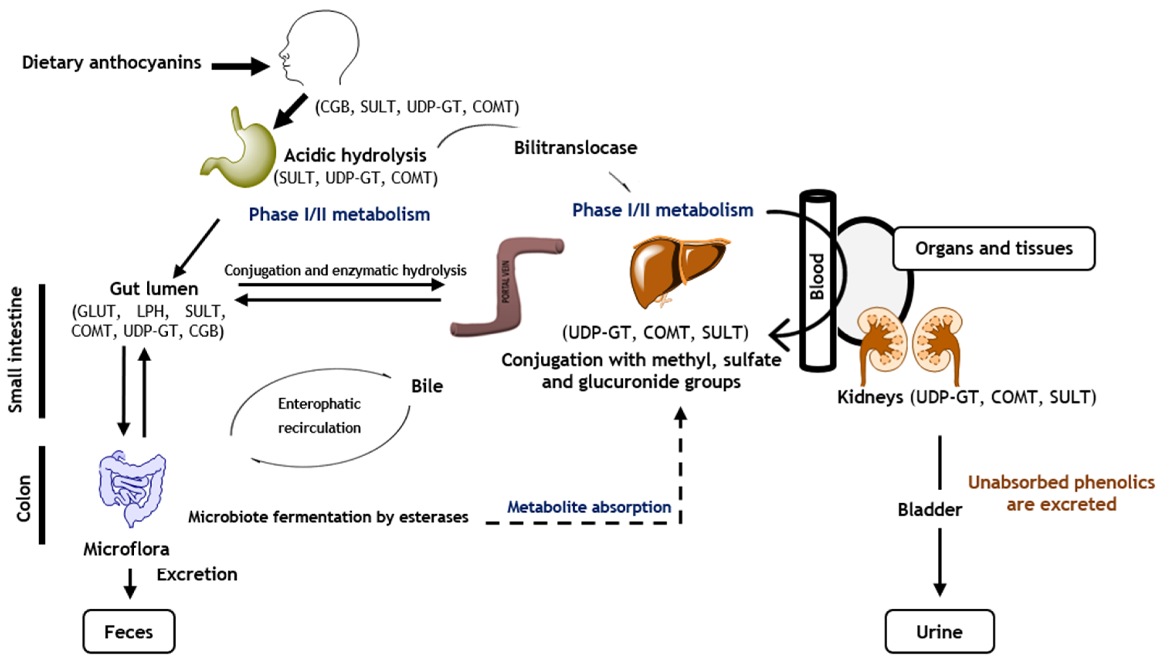 Pharmaceuticals 14 00690 g004 Pharmaceuticals 14 00690 g004