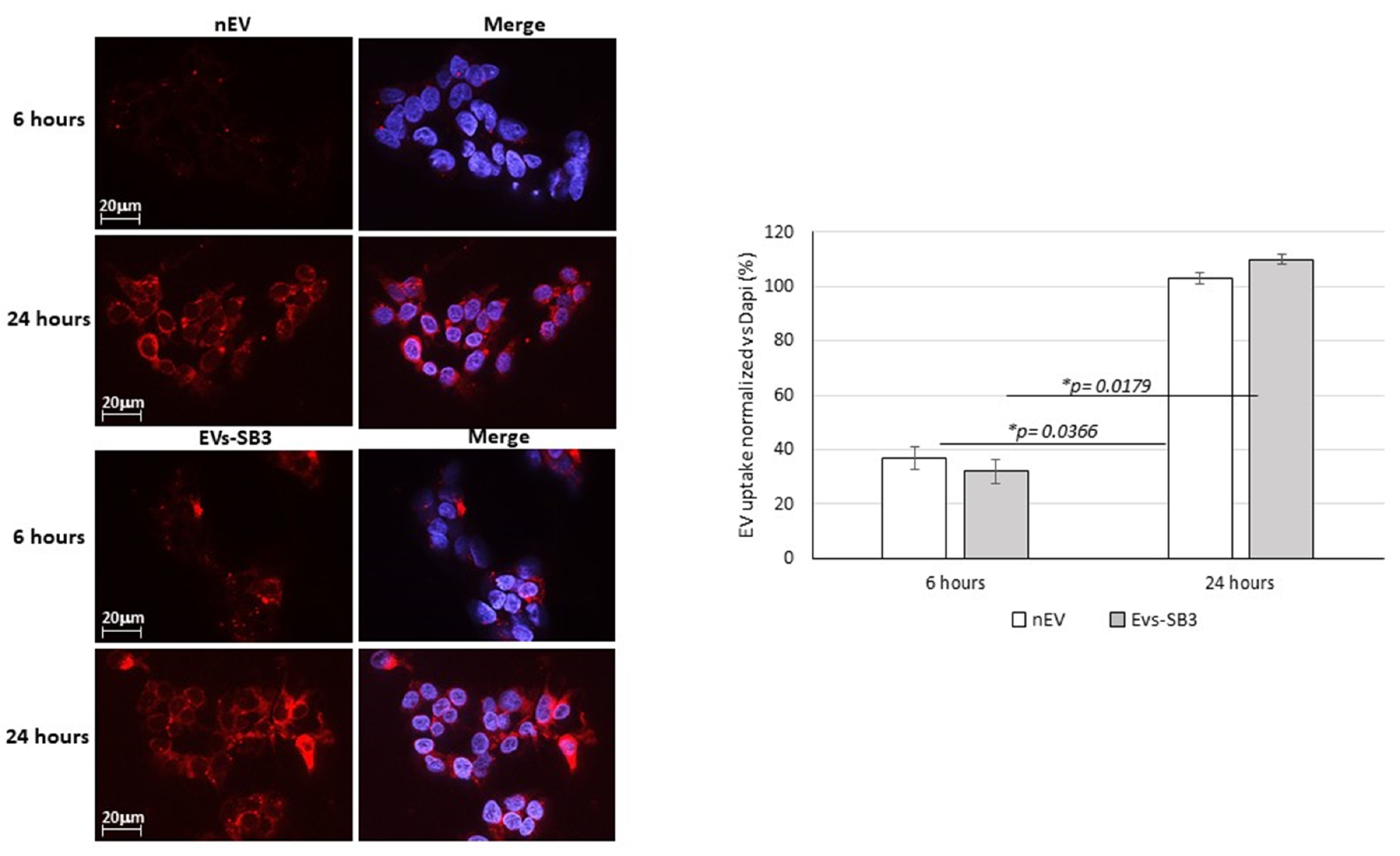 Pharmaceuticals 14 00703 g004