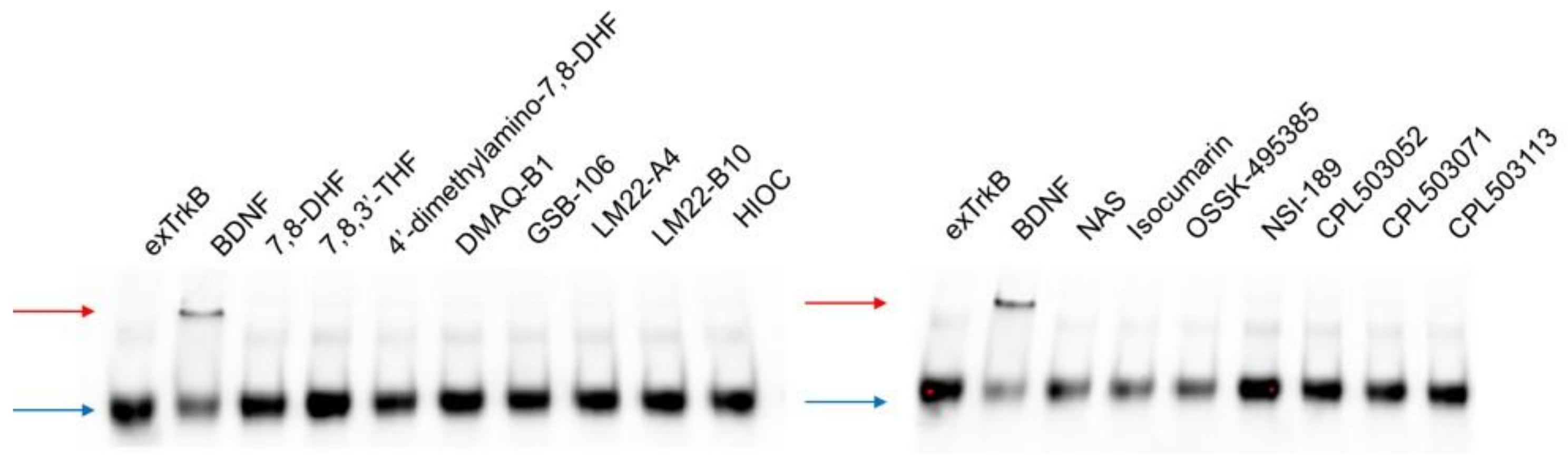 Pharmaceuticals 14 00704 g004