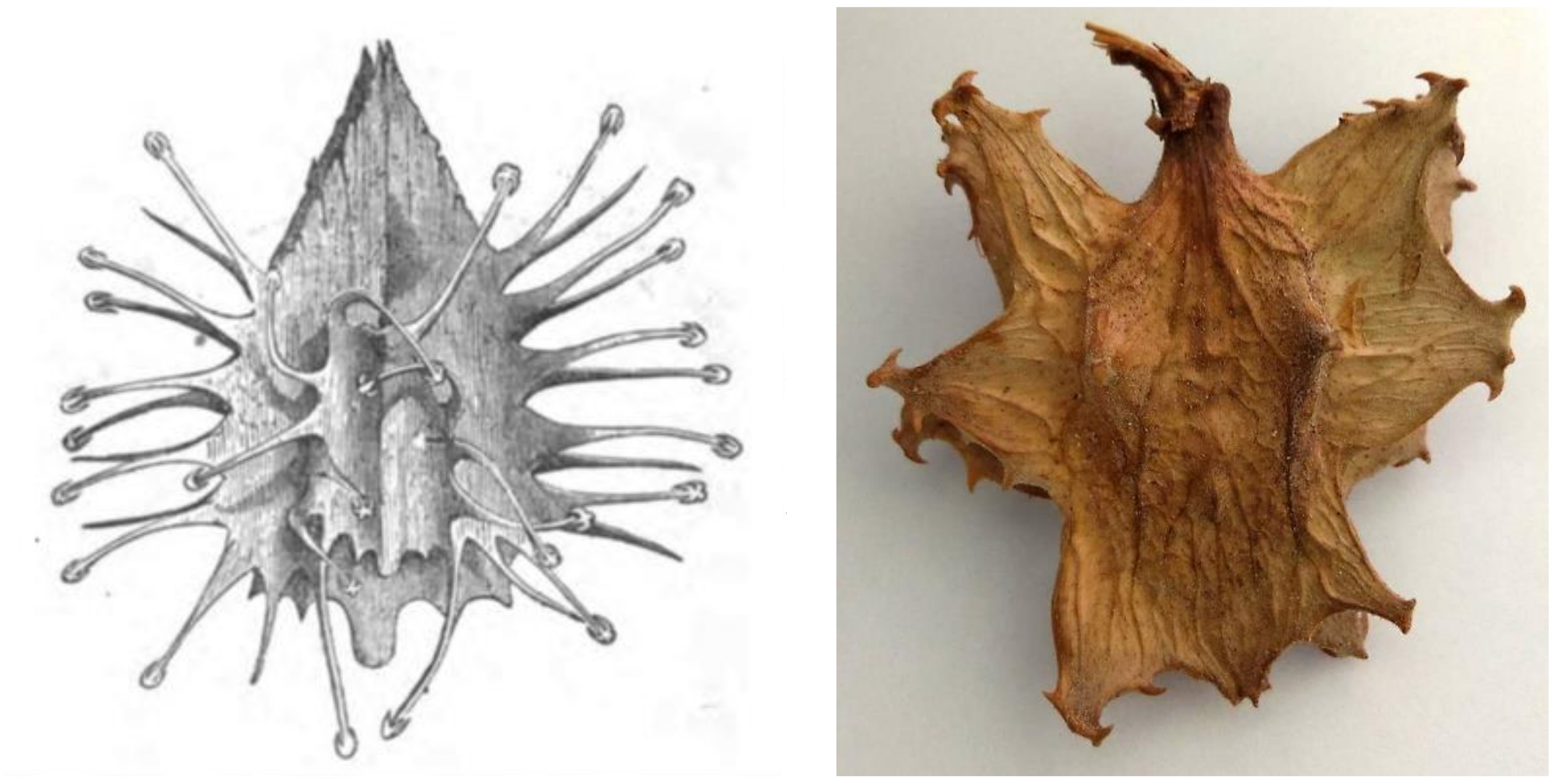 Pharmaceuticals 14 00726 g004