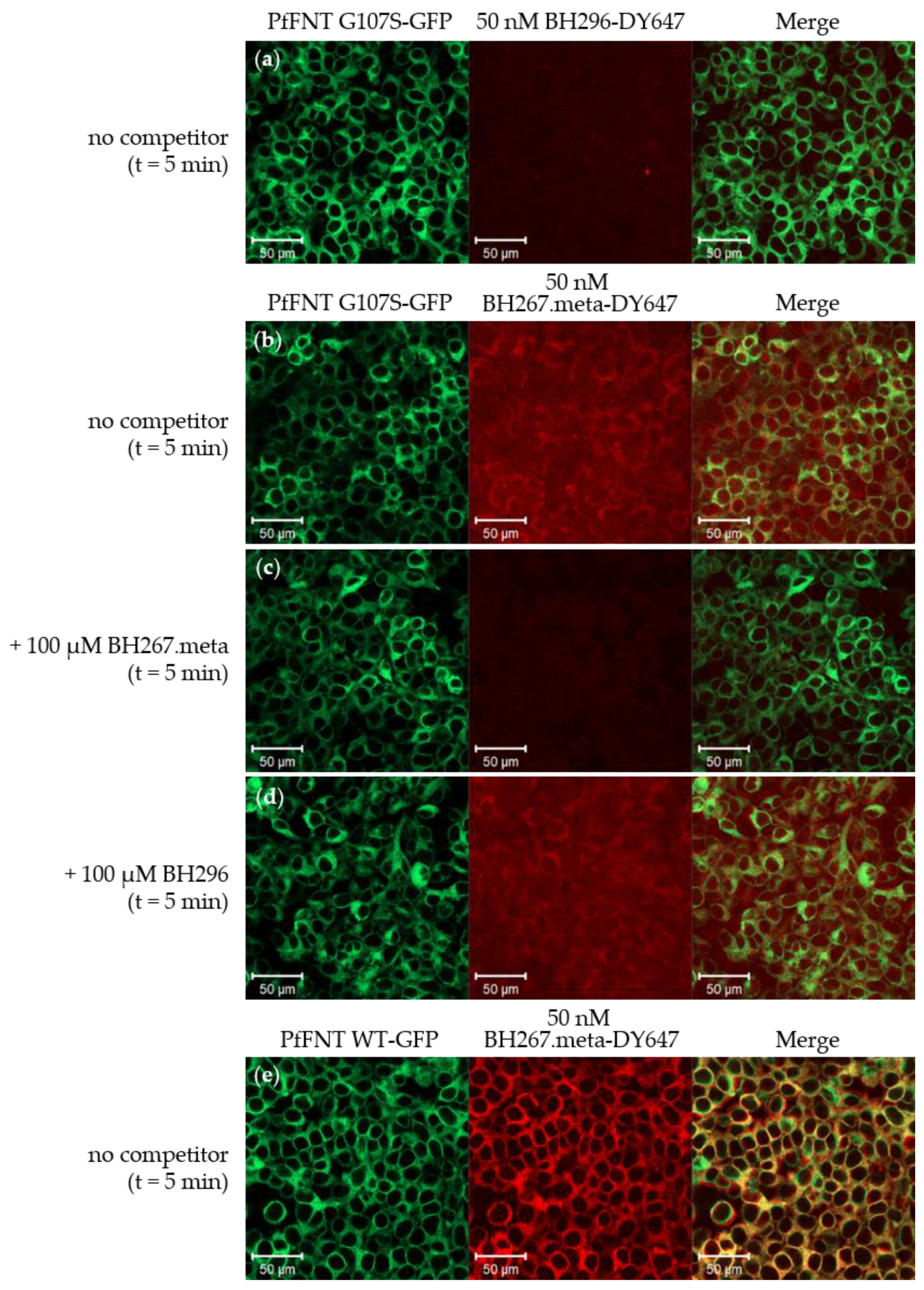 Pharmaceuticals 14 00757 g003