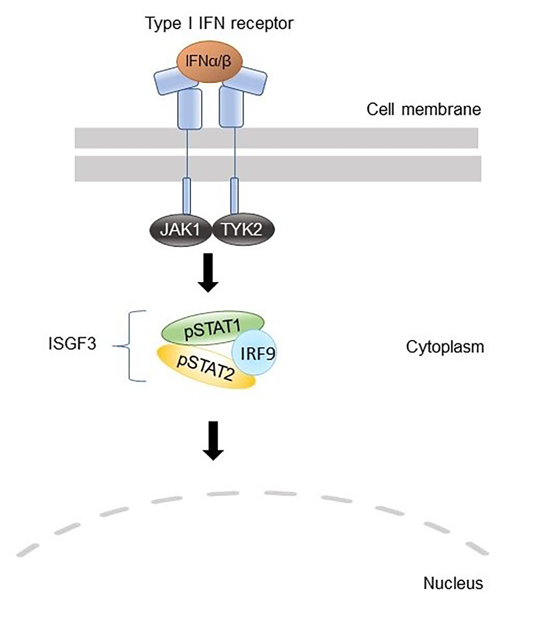 Pharmaceuticals 14 00797 g004a
