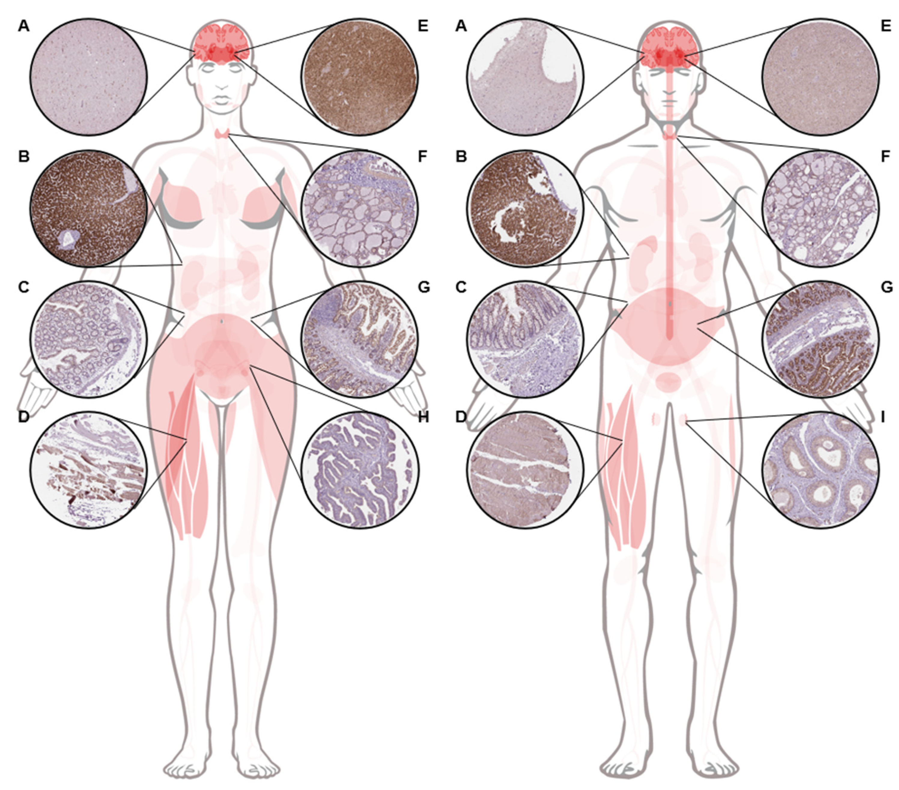Pharmaceuticals 14 00836 g003
