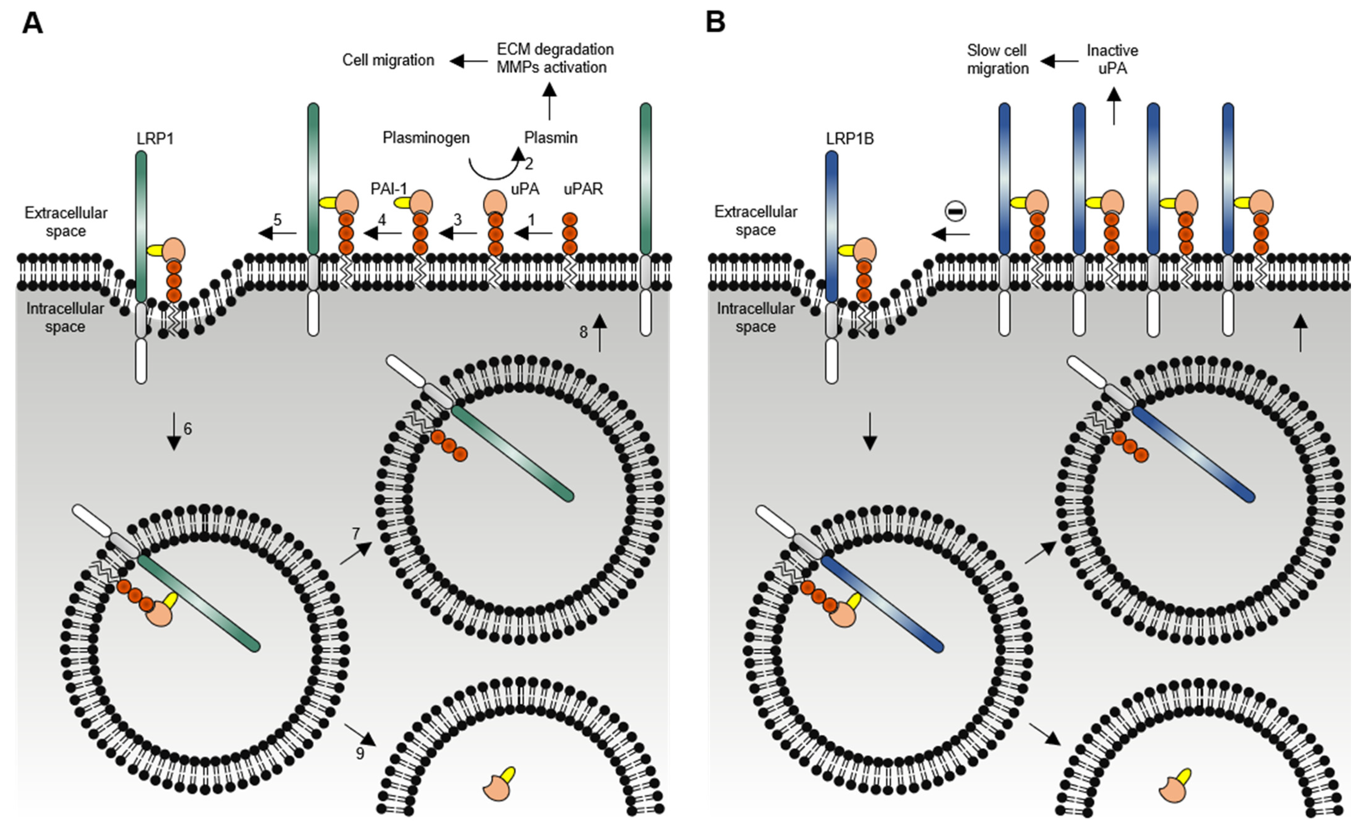 Pharmaceuticals 14 00836 g005