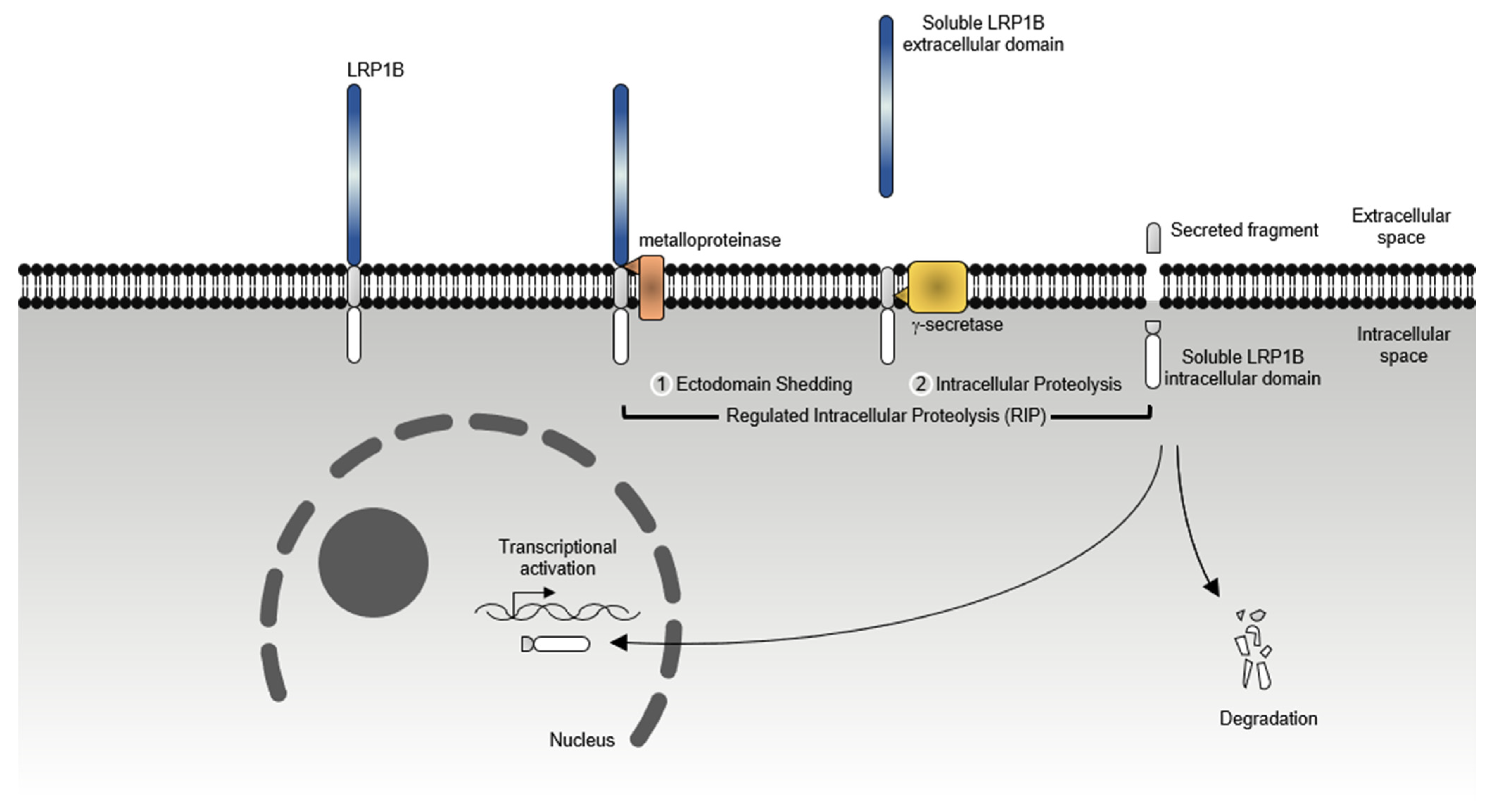 Pharmaceuticals 14 00836 g007