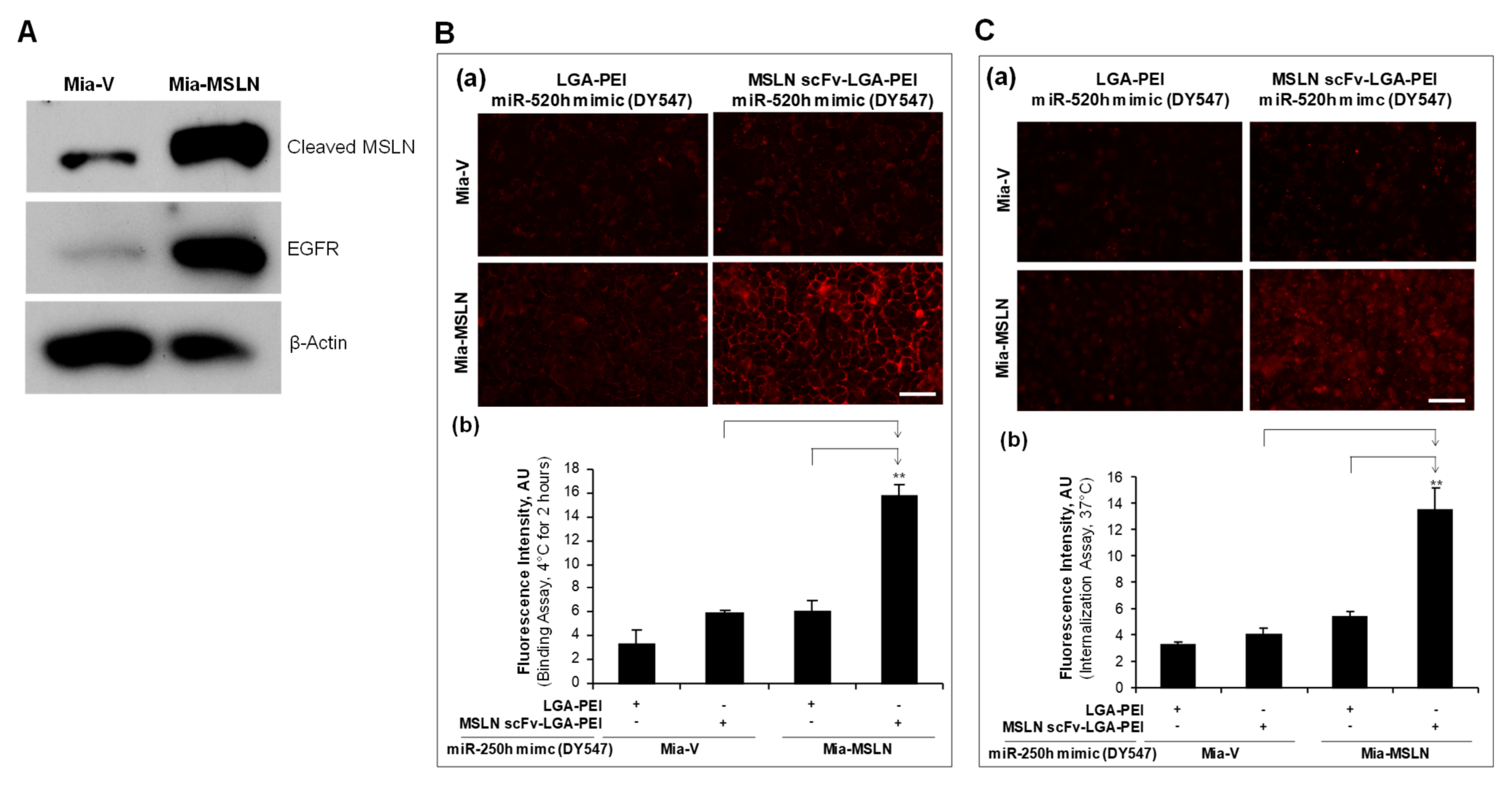 Pharmaceuticals 14 00841 g003