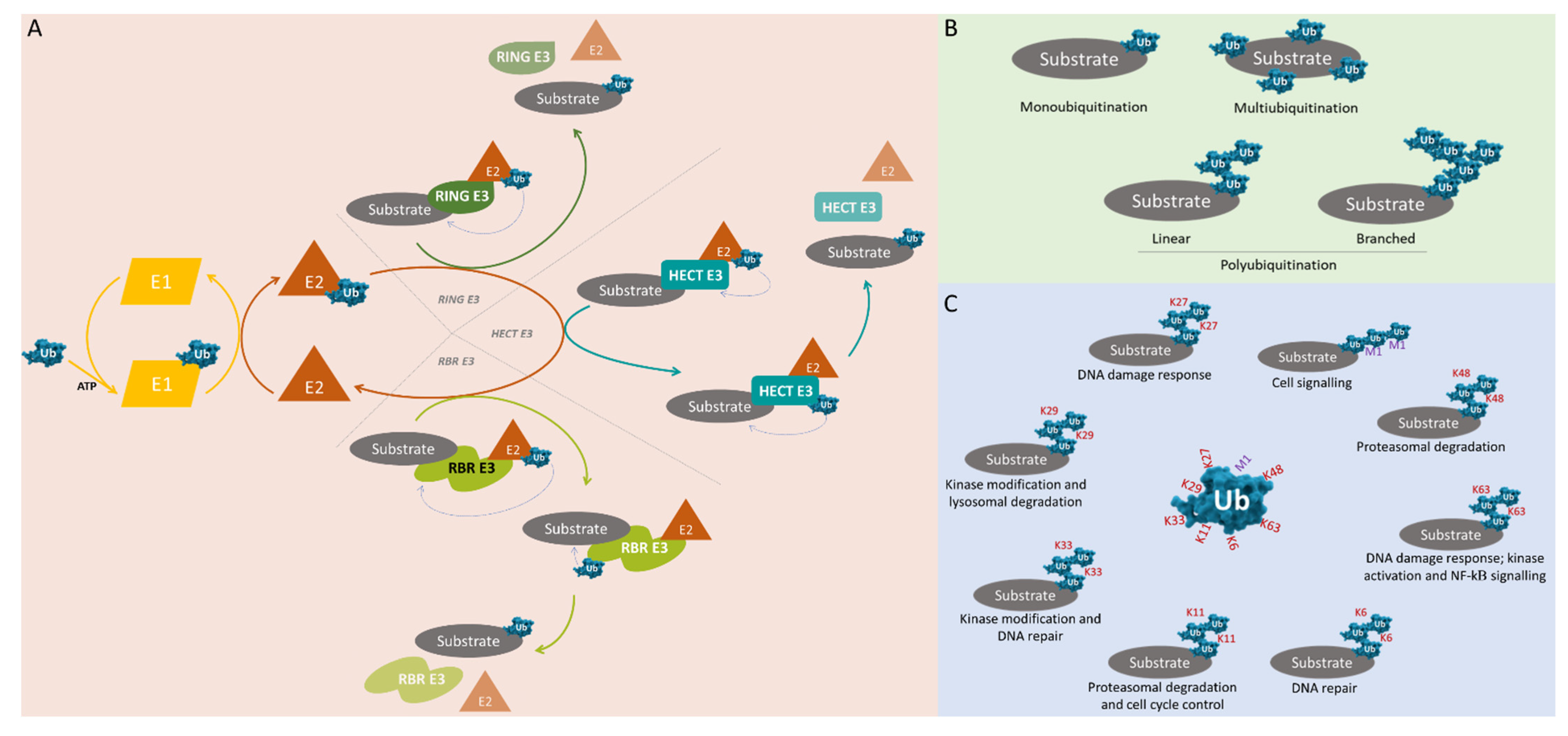 Pharmaceuticals 14 00848 g001 Pharmaceuticals 14 00848 g001