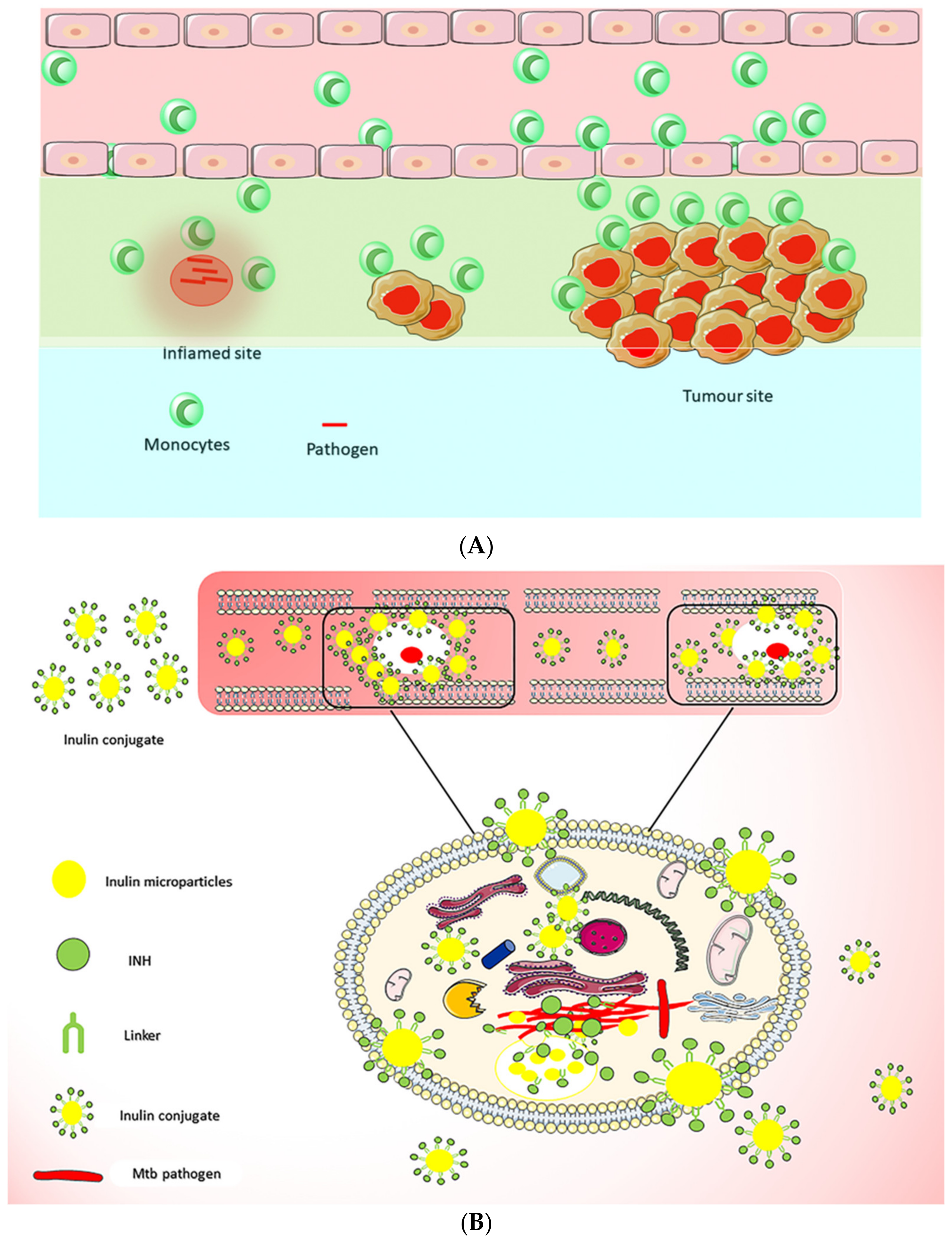 Pharmaceuticals 14 00855 g008 Pharmaceuticals 14 00855 g008