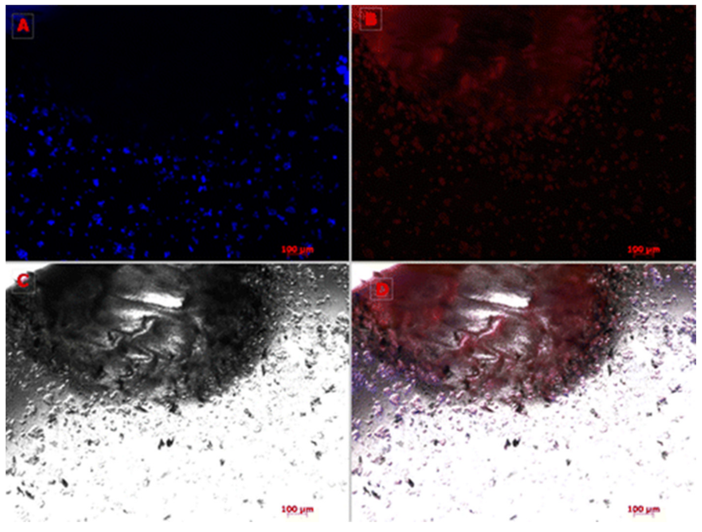 Pharmaceuticals 14 00855 g012 Pharmaceuticals 14 00855 g012
