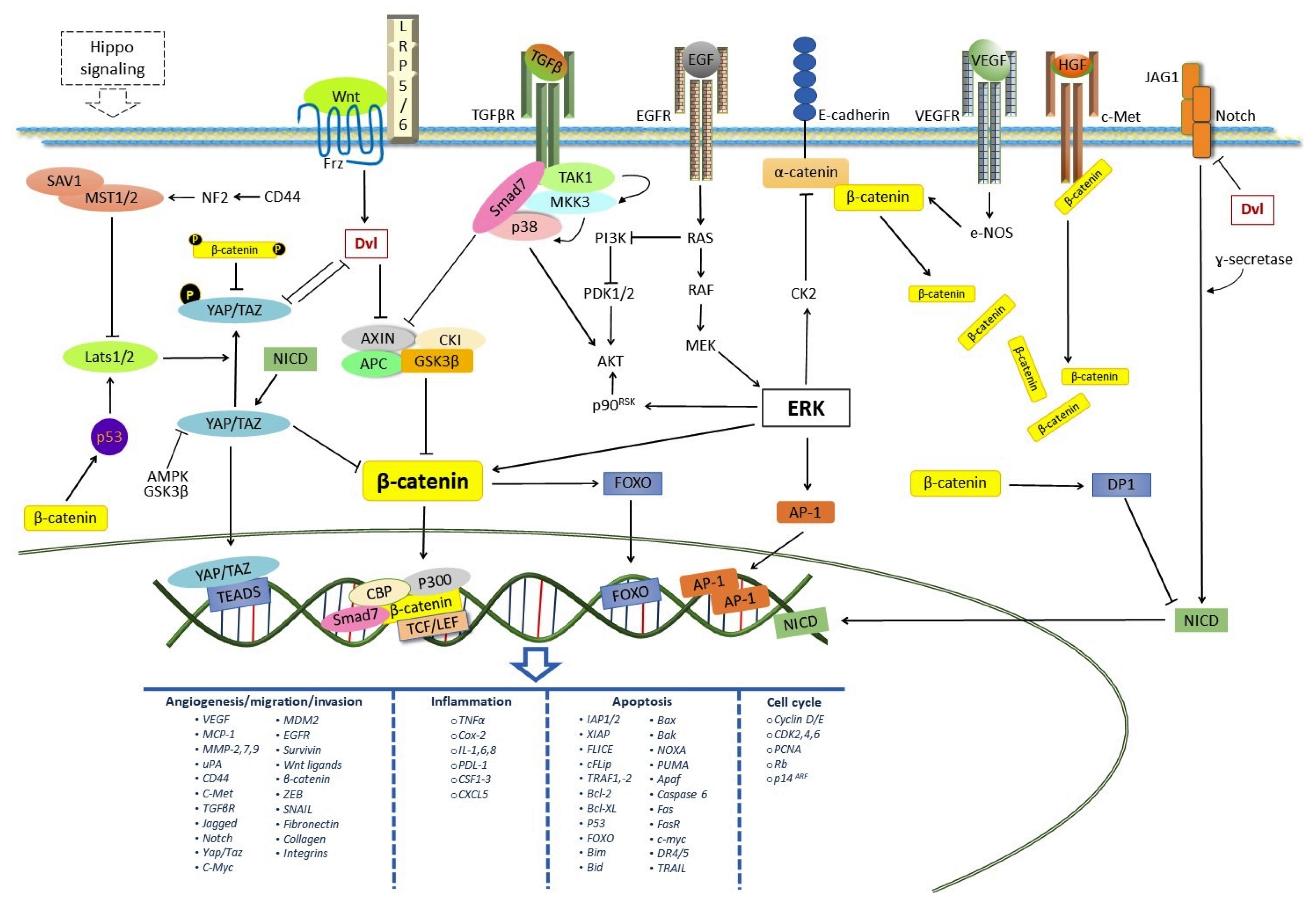Pharmaceuticals 14 00871 g002