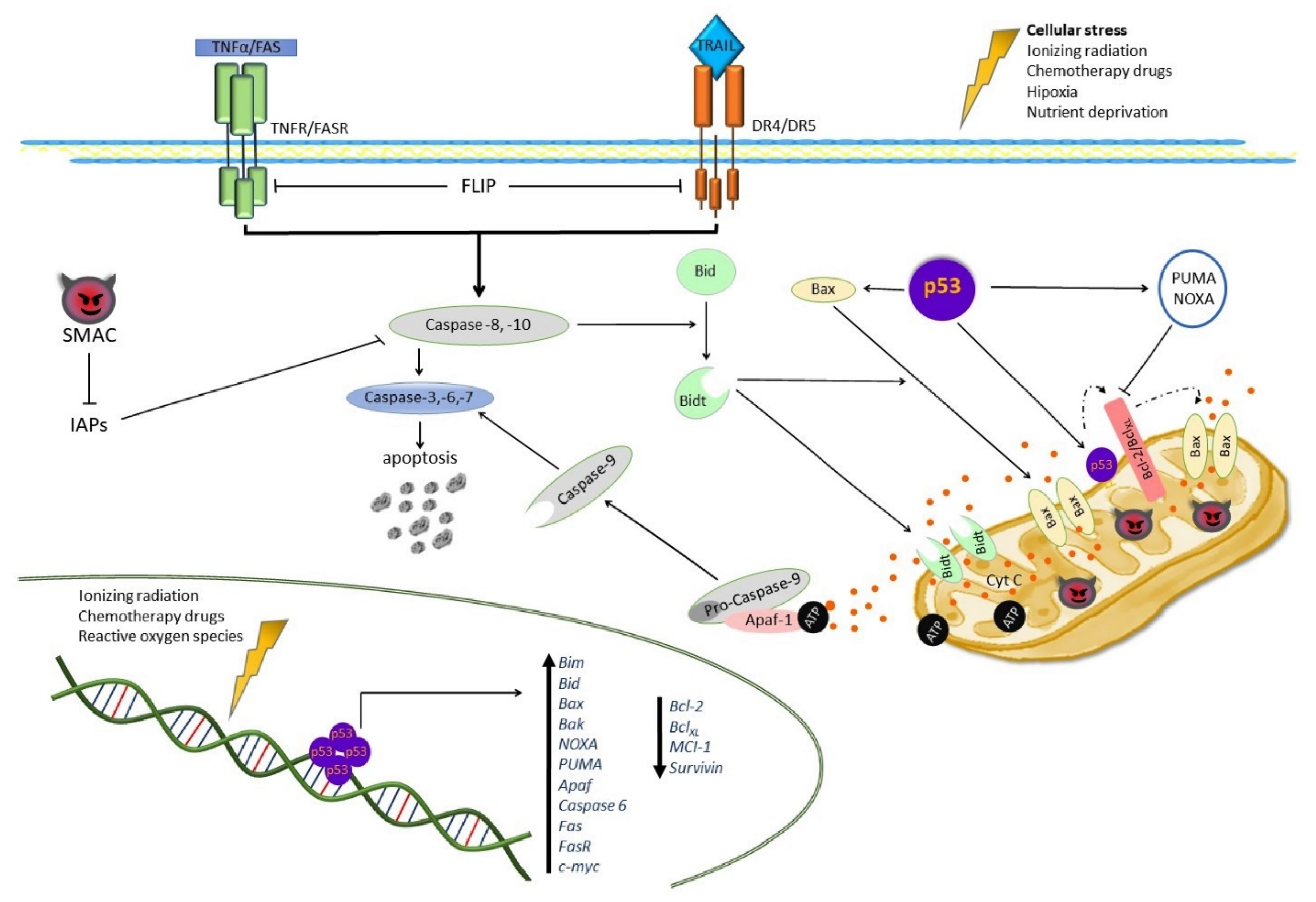 Pharmaceuticals 14 00871 g003