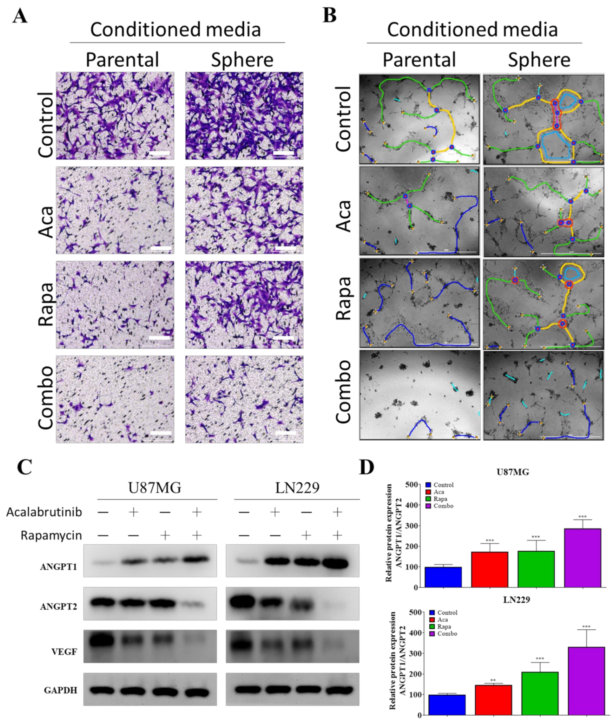 Pharmaceuticals 14 00876 g004 Pharmaceuticals 14 00876 g004