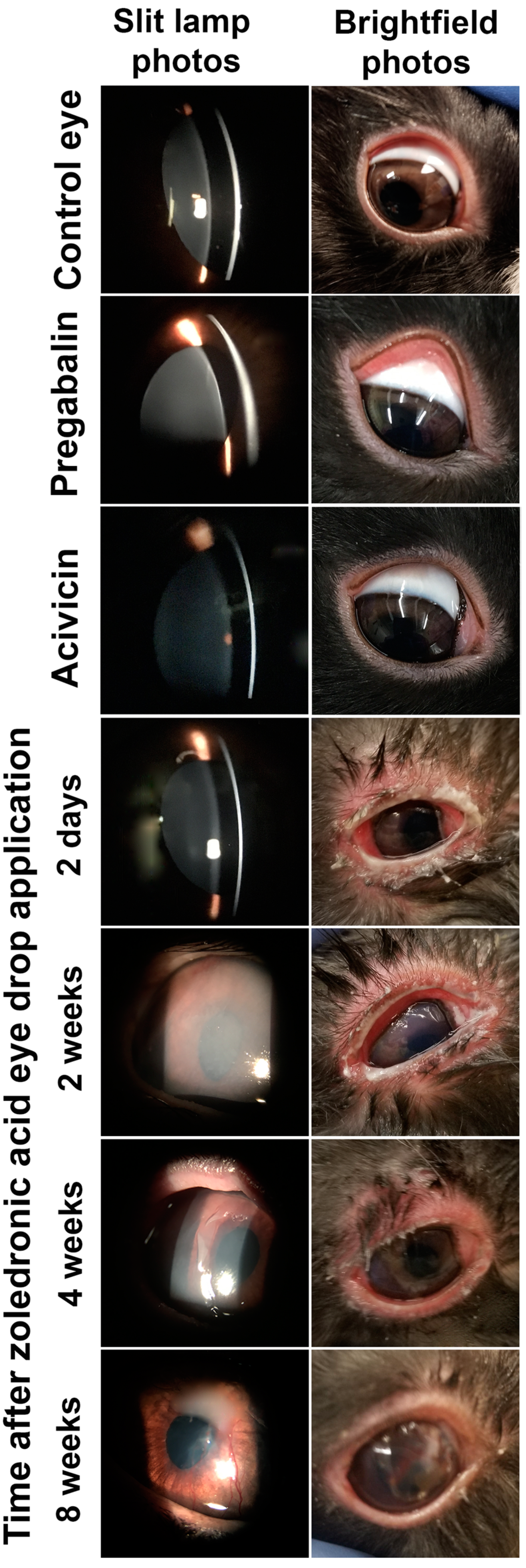 Pharmaceuticals 14 00887 g005