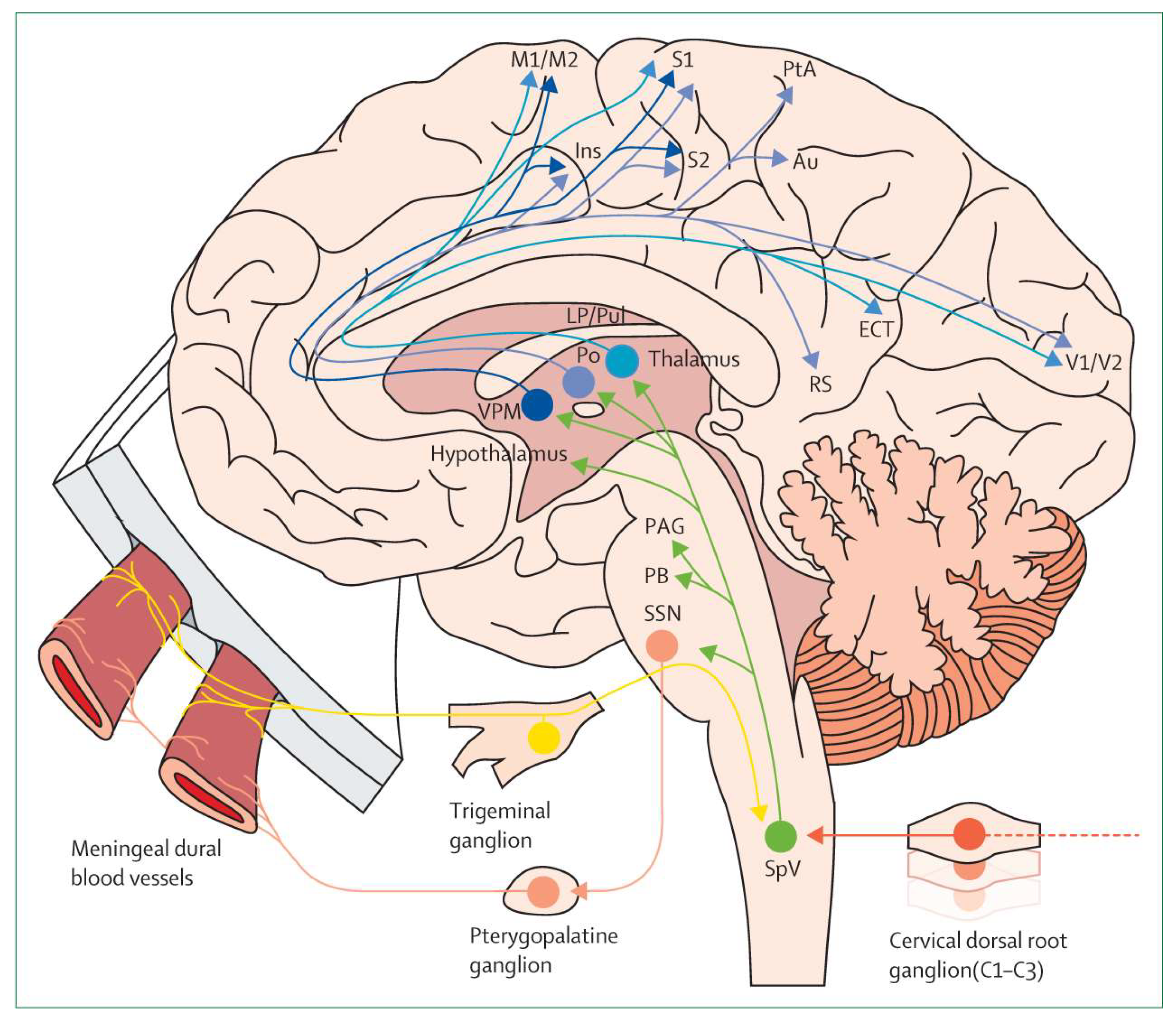 Pharmaceuticals 14 00924 g001