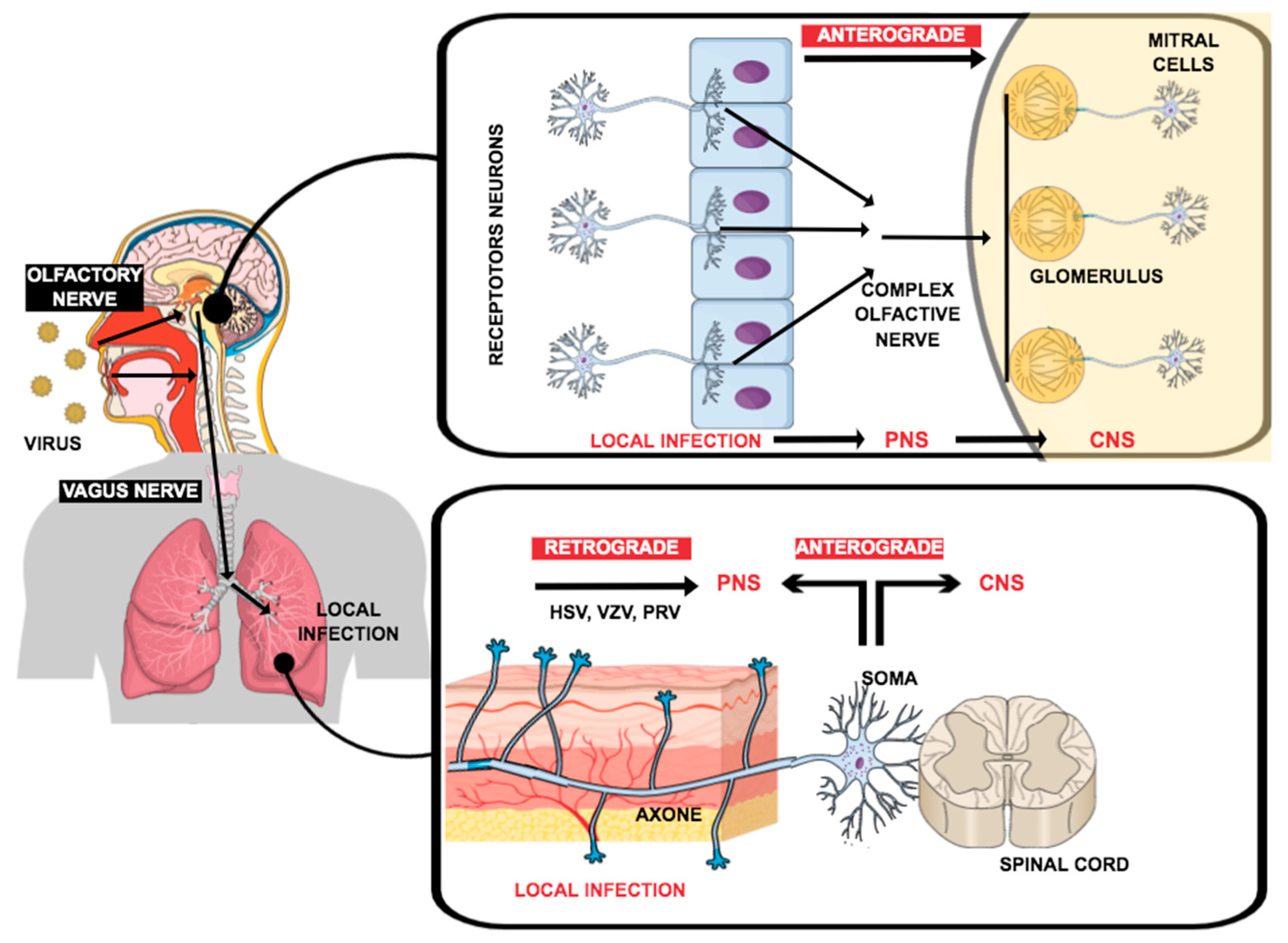 Pharmaceuticals 14 00933 g001 Pharmaceuticals 14 00933 g001